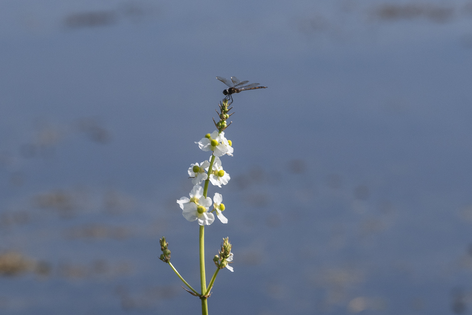 June 2021 Wetlands  - 1500px-18.JPG