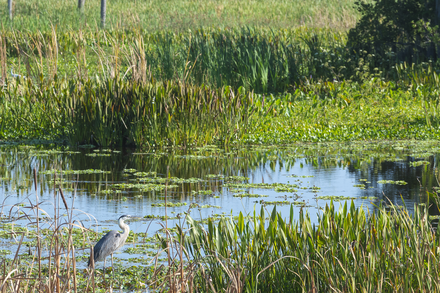 June 2021 Wetlands  - 1500px-4.JPG