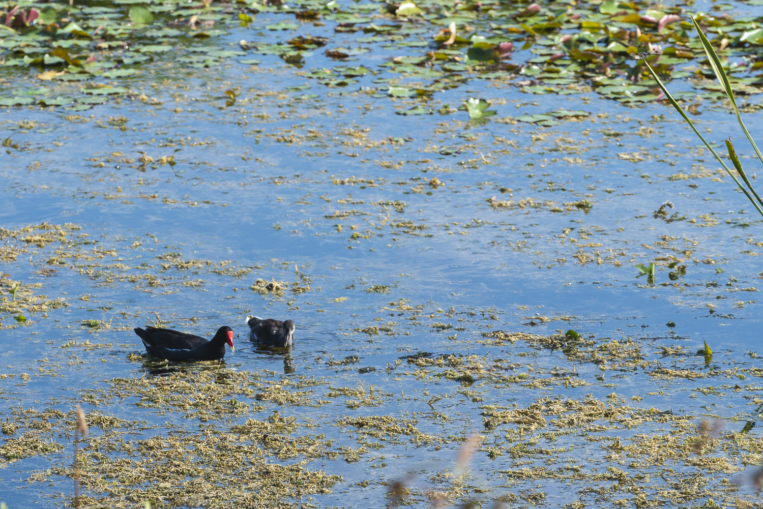 June 2021 Wetlands  - 1500px-6.JPG