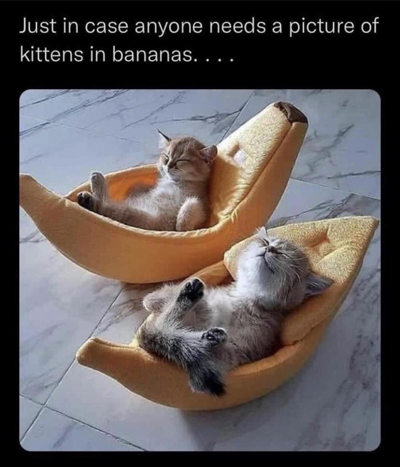 just-case-anyone-needs-picture-kittens-bananas.jpg