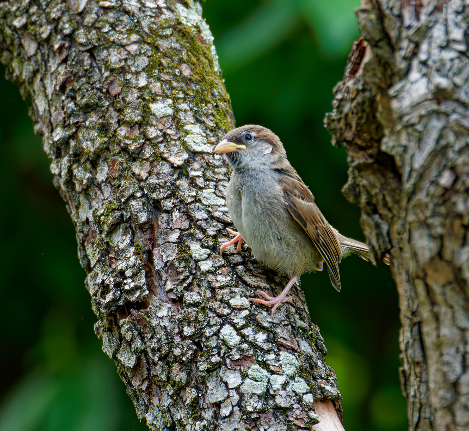 Just Hanging Out on a Tree.jpeg