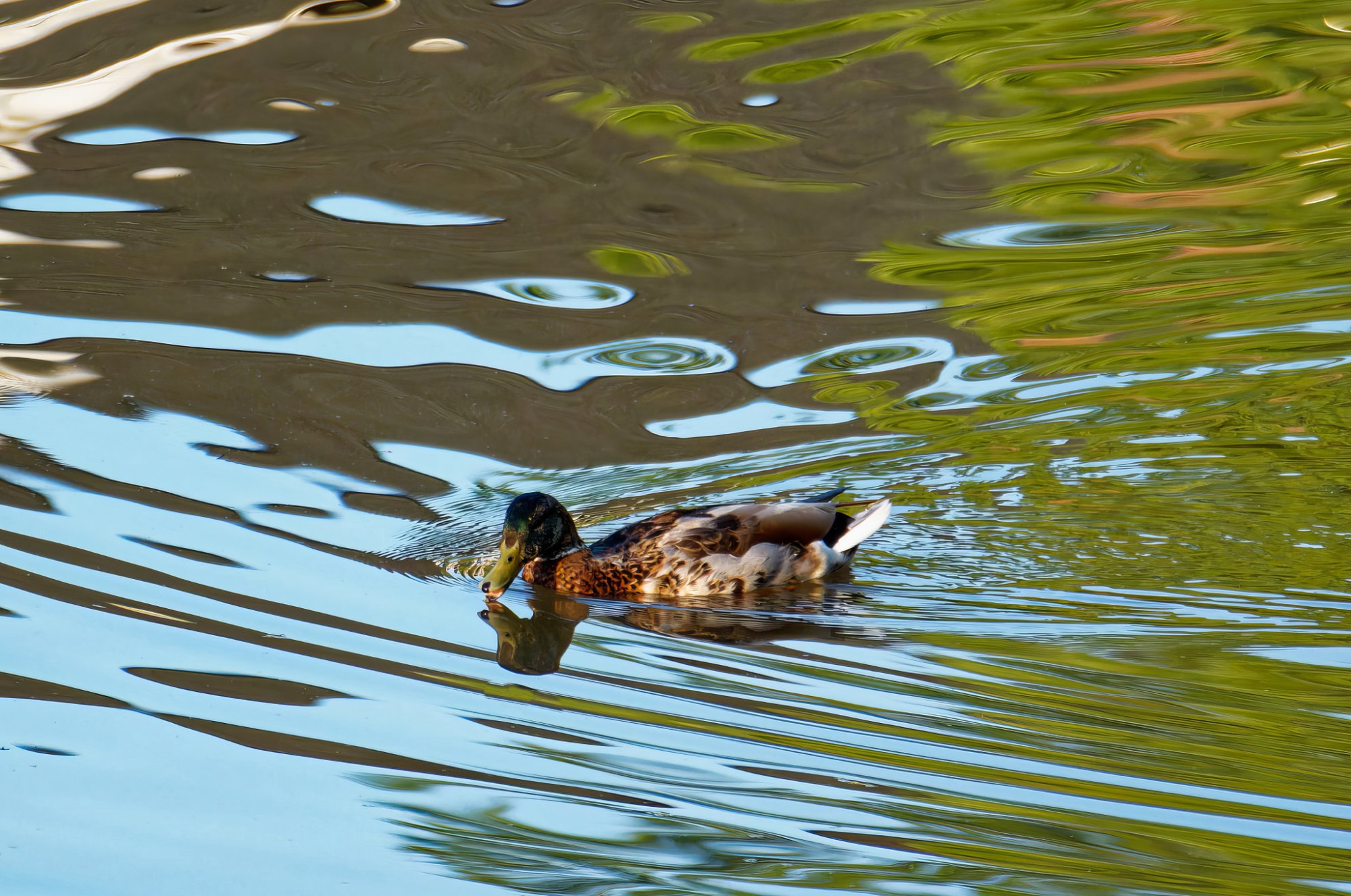 Juvie Male Mallard.jpeg