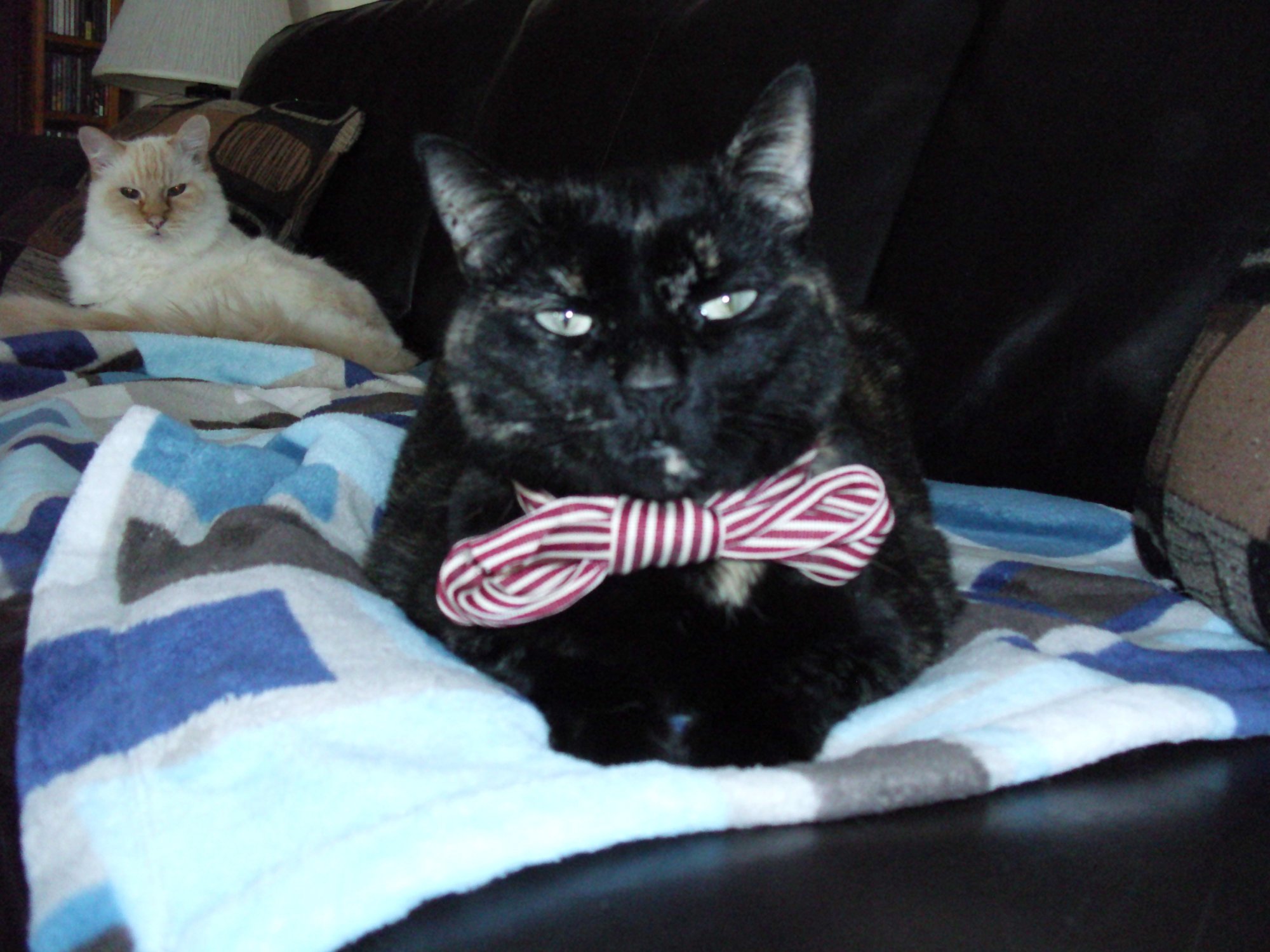 Kachiko with bowtie 1.jpg