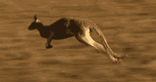 kangaroo.gif