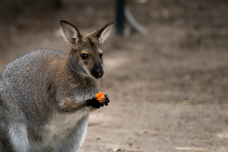 kangaroo.jpg