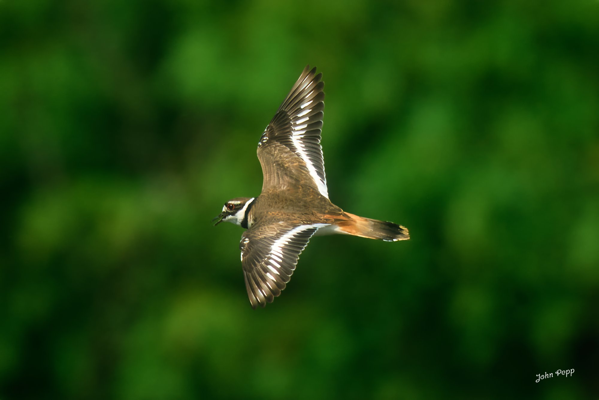 Killdeer 23-05-24-0076.jpg