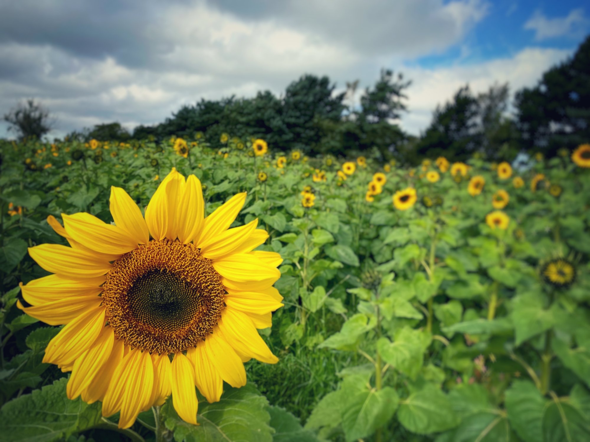 KILLEAGUE SUNFLOWER FIELD.JPG