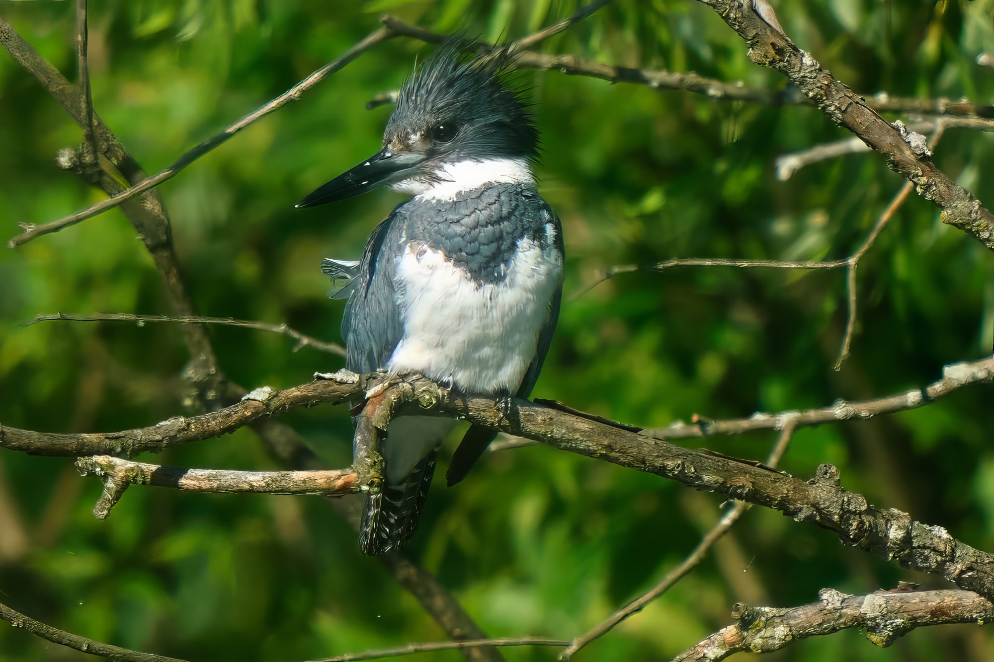 kingfisher-0251-19-07-24.jpg