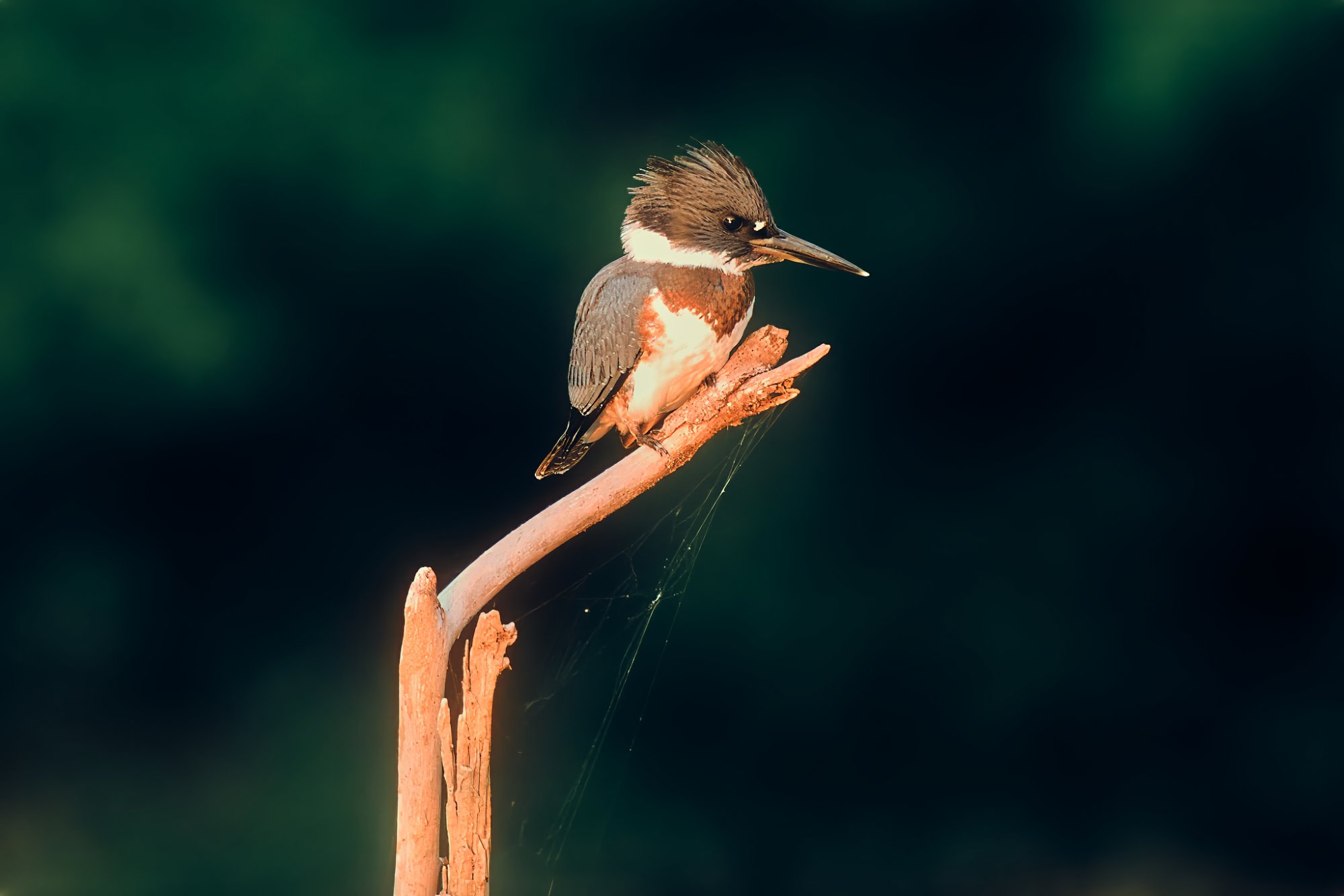 kingfisher-0267-24-08-04.jpg