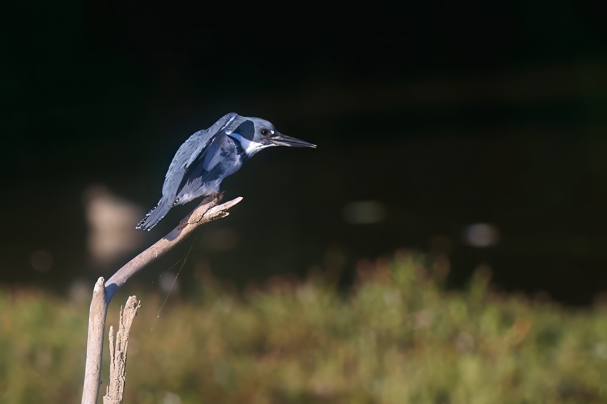 kingfisher-0334-24-09-01.jpg