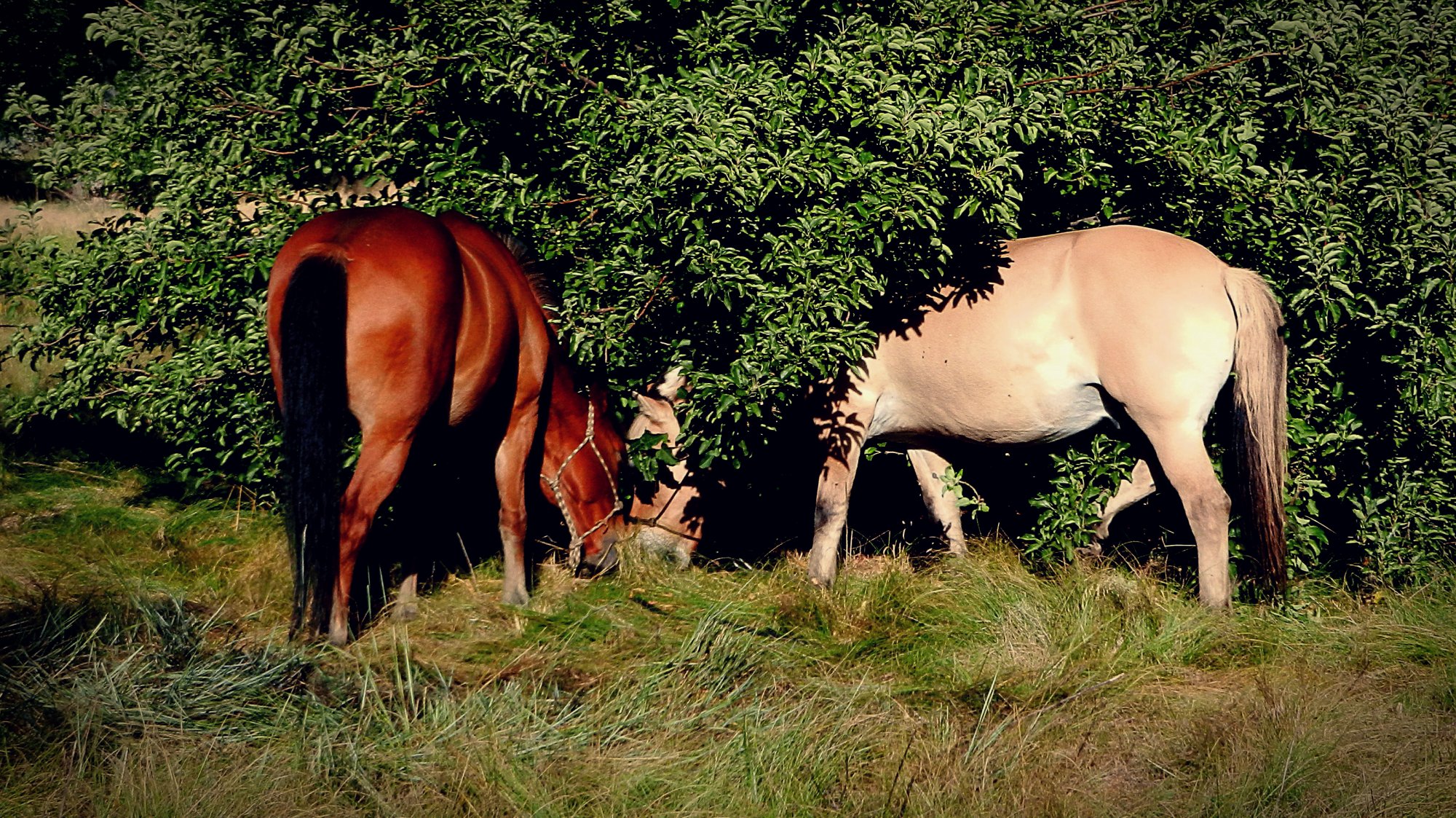 kirby & kusa under apple tree crop xv.jpg