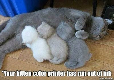 kitten-color-printer-has-run-out-ink-weknowmemes.jpg