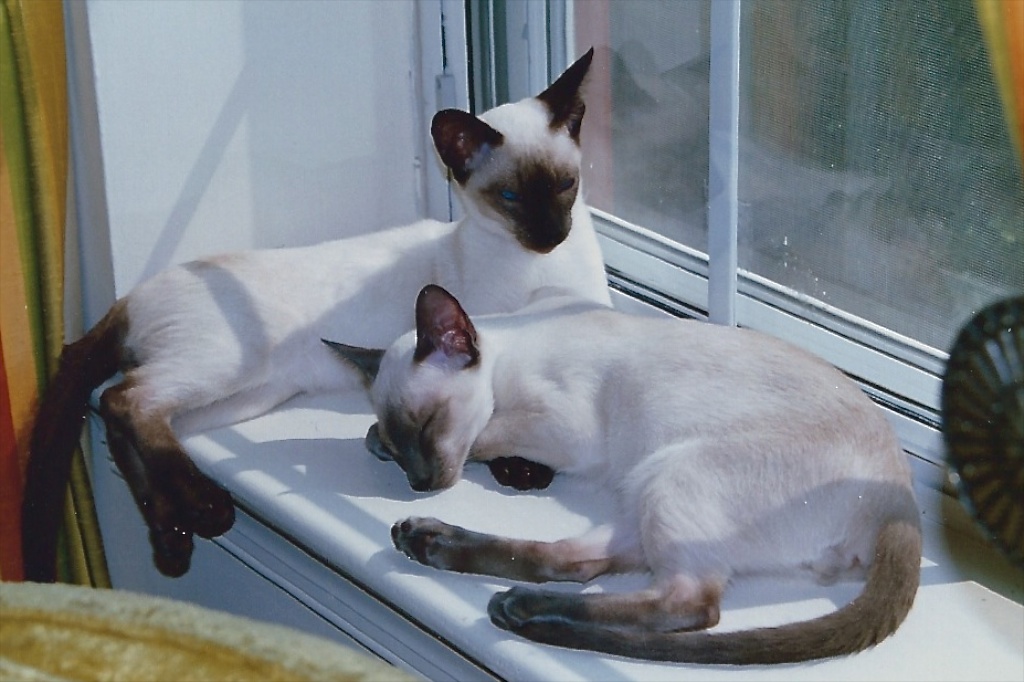 Kittens in the Window.jpg