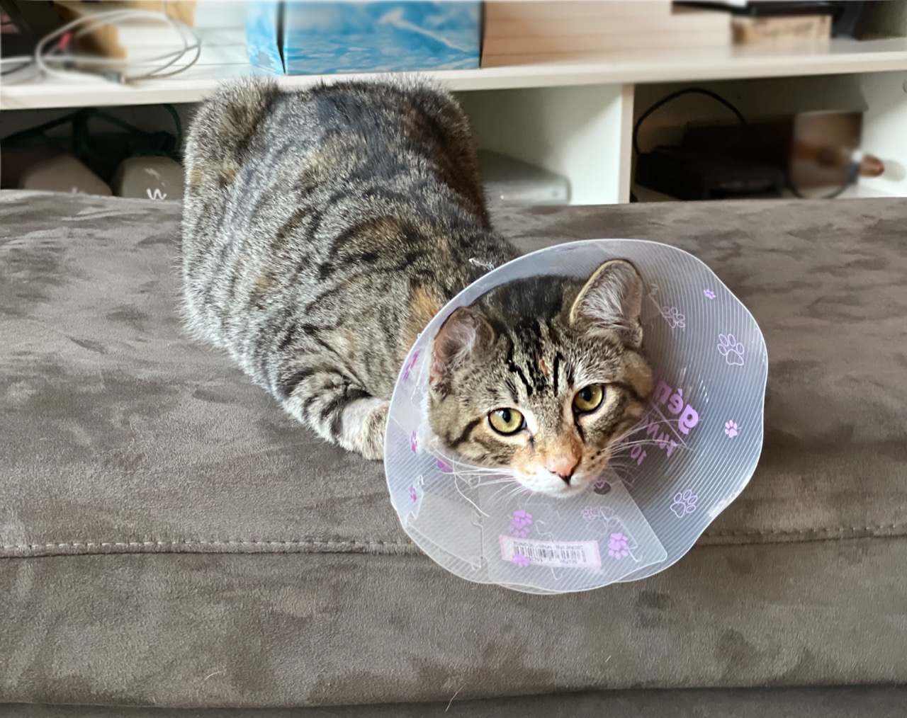 kItty cone of shame.jpg