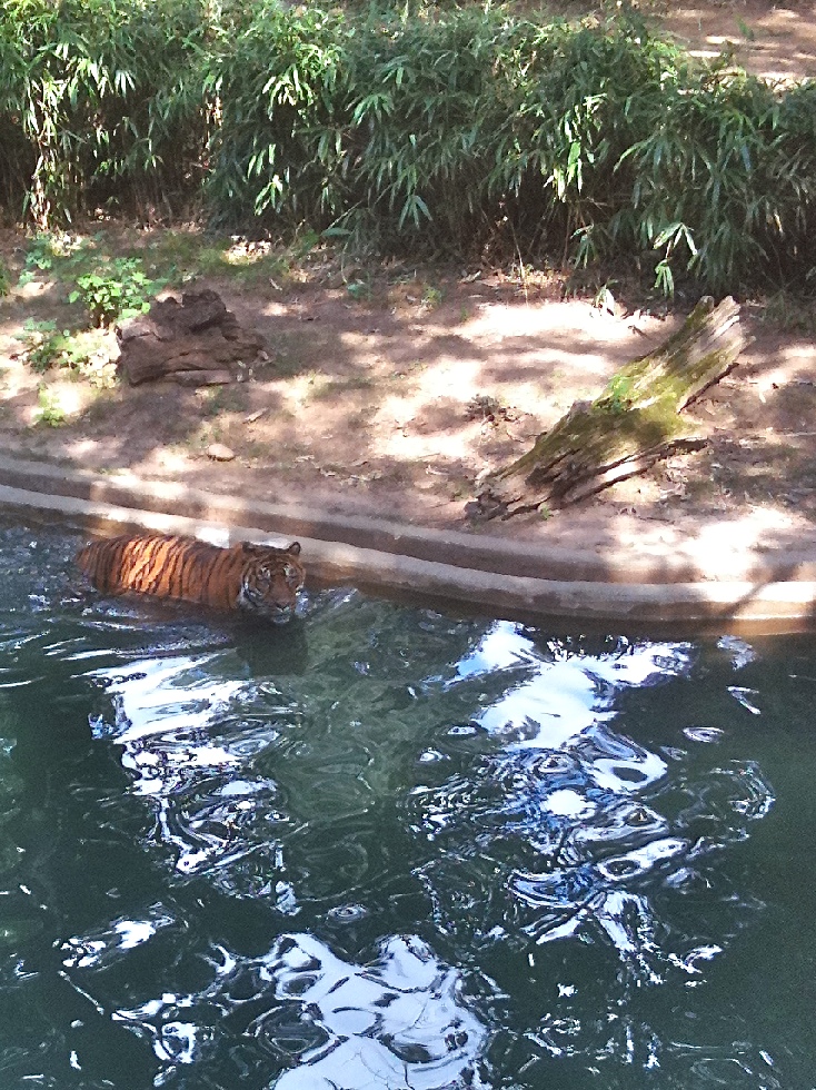 Kitty takes a swim (1).jpg