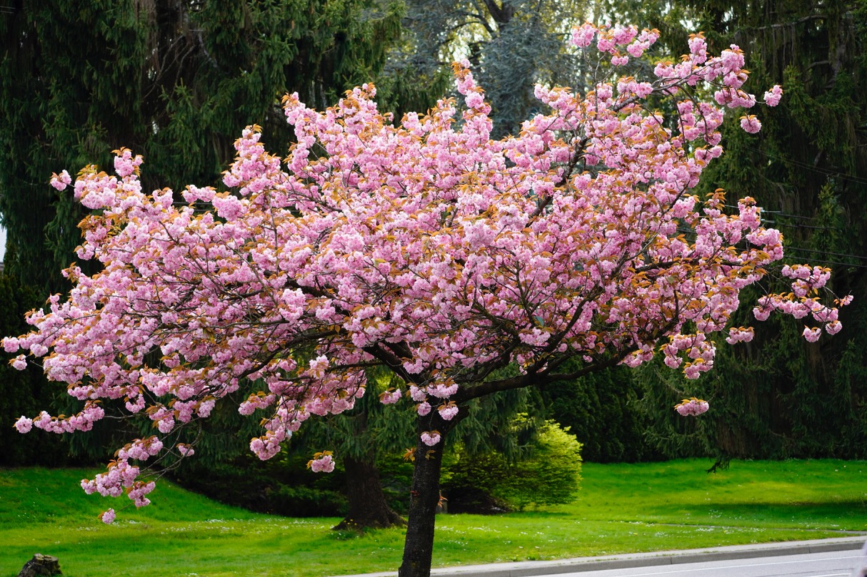 Kwanzan Cherry.jpg