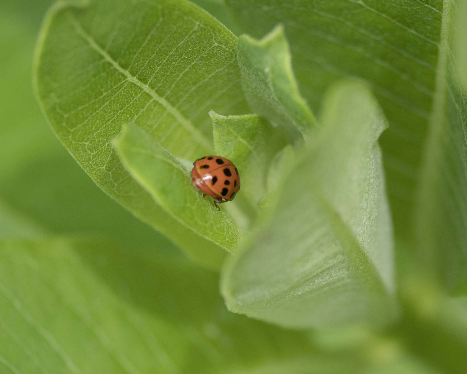 ladybug crop 1500.jpg