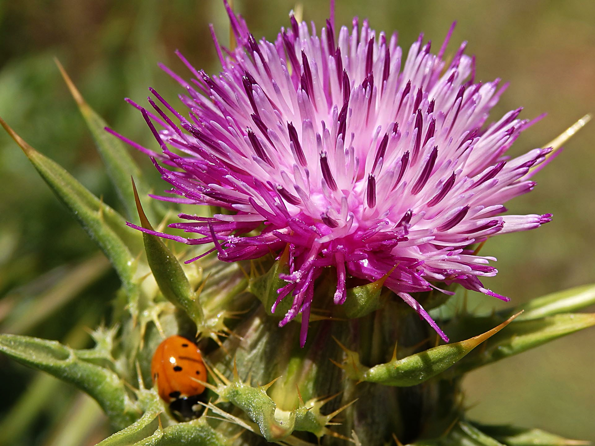 ladybug in thistle copyx.jpg