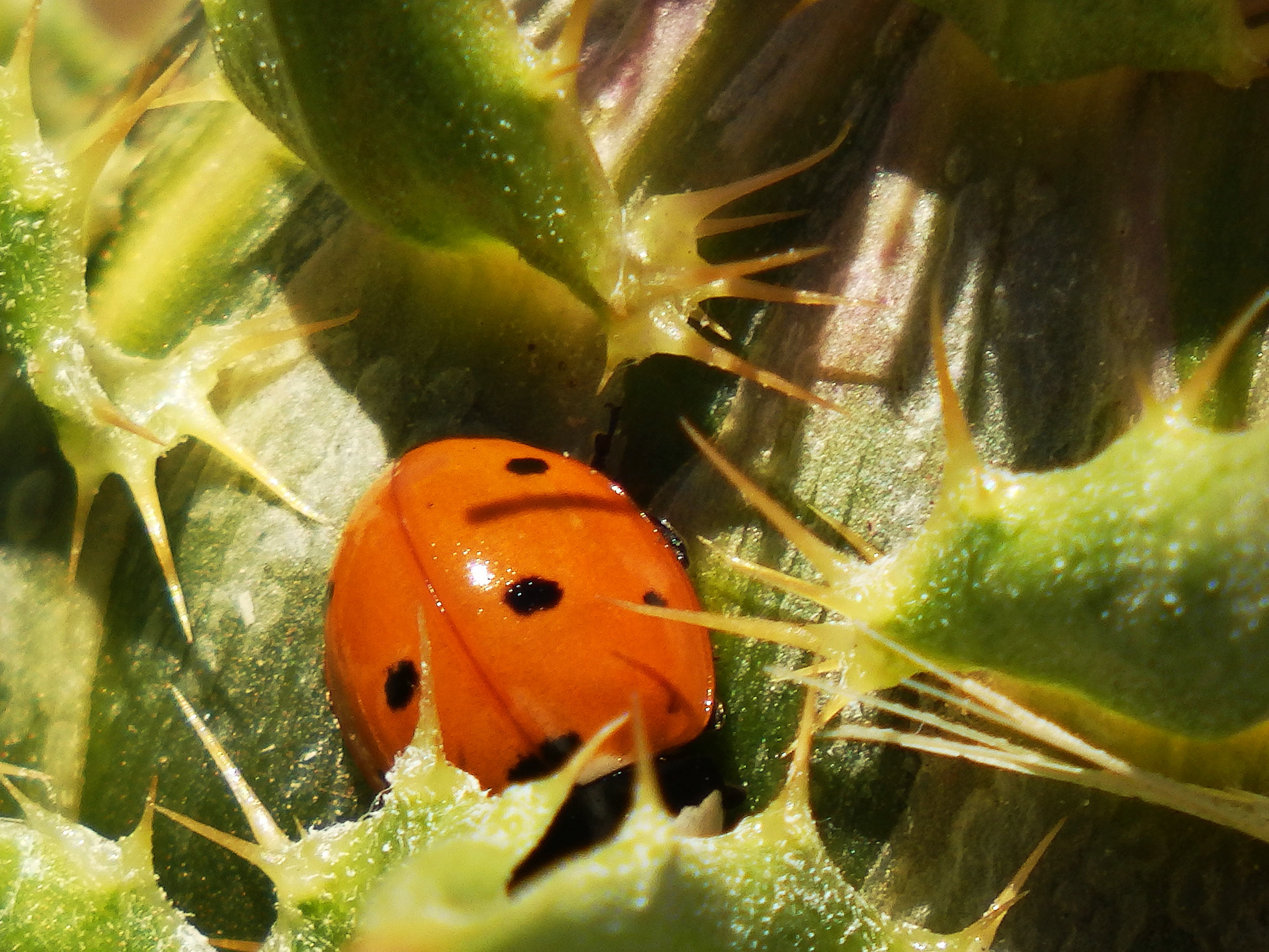 ladybug-on-thistle-copy.jpg