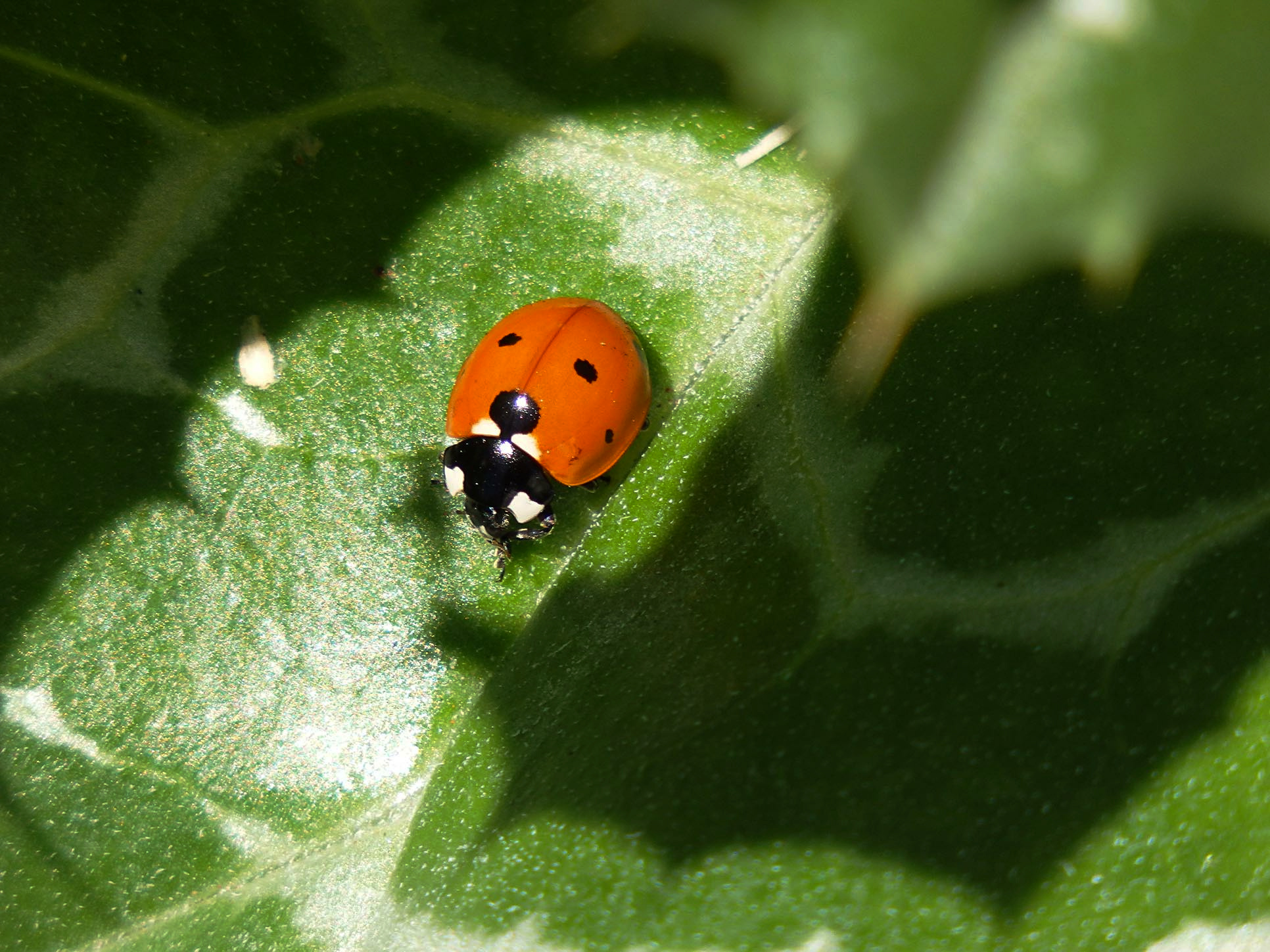 ladybug on thistle leaf copy.jpg