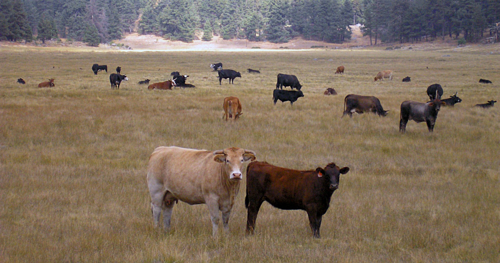 Laguna cows 1cropx2.jpg