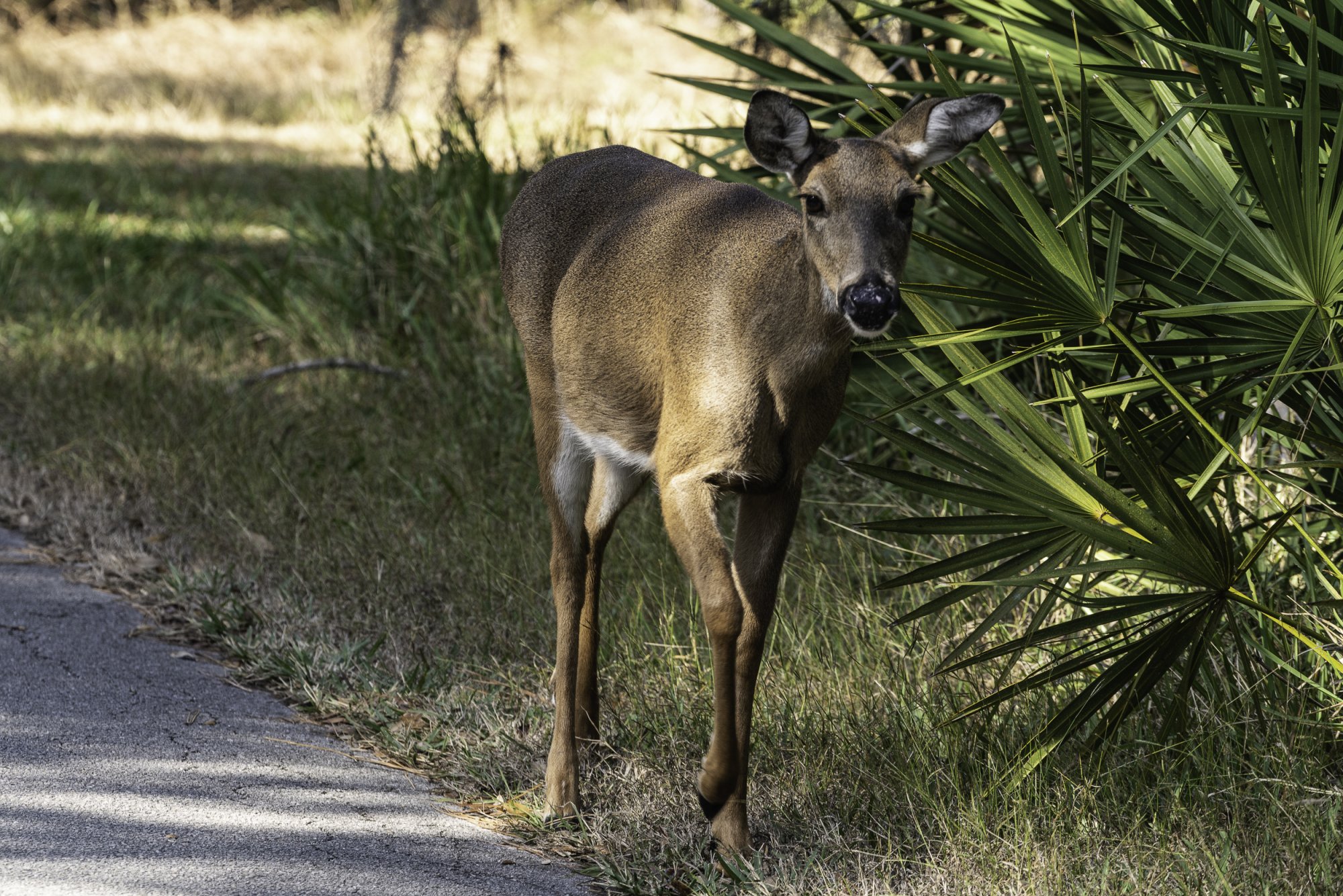 Lake Kissimmee SP - 2500pz-3.JPG