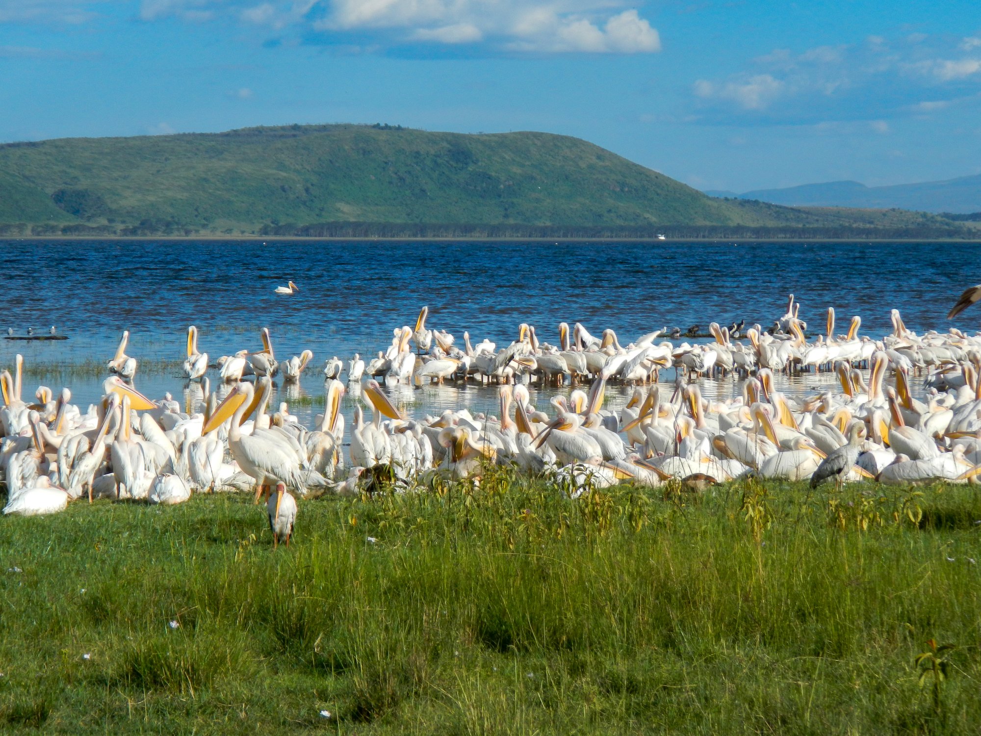 Lake Nakuru.jpg