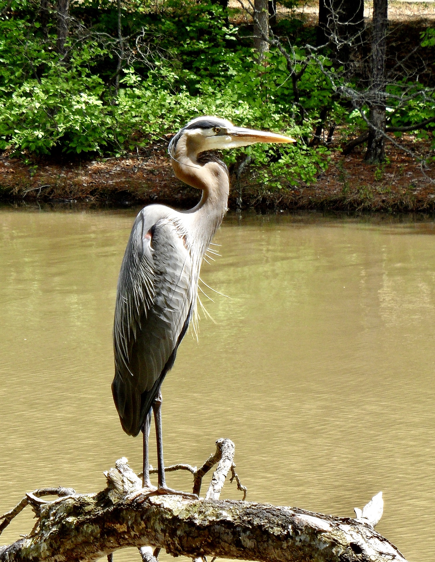 Lake Pine 5-3-2014c.jpg