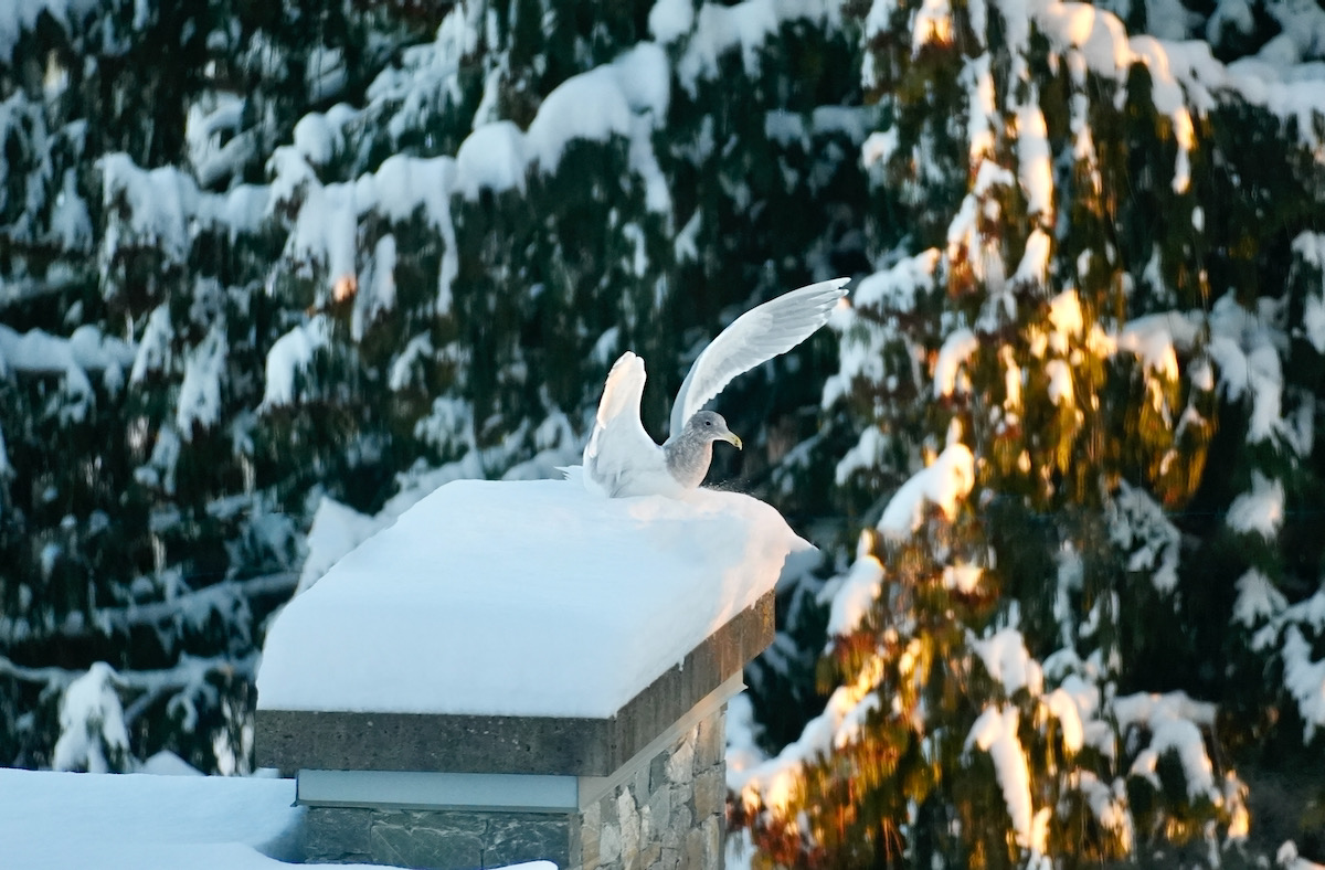 Landing seagull -11°.jpeg