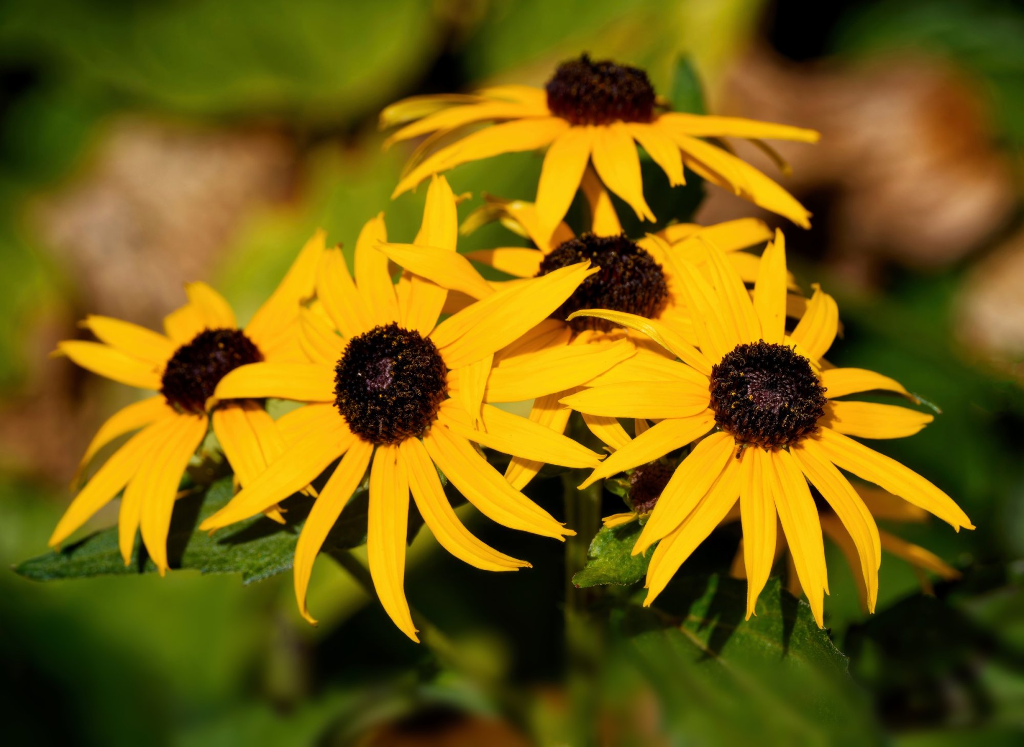 Last of the Black-Eyed Susans.jpeg