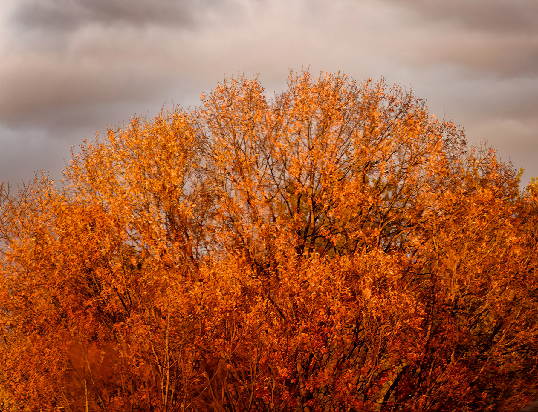 Last of the Fall Color.jpeg