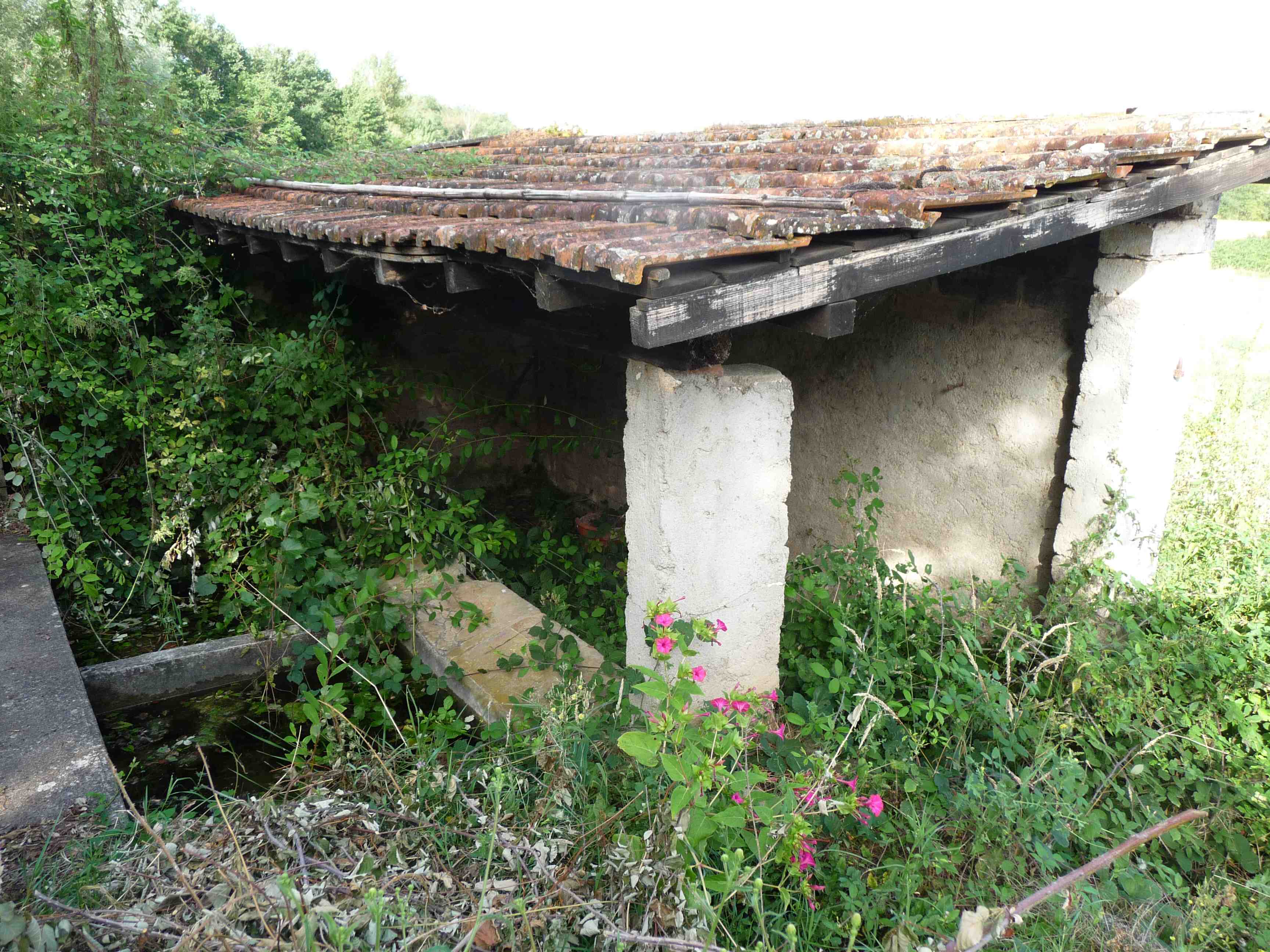 Lavoir Plant.jpg