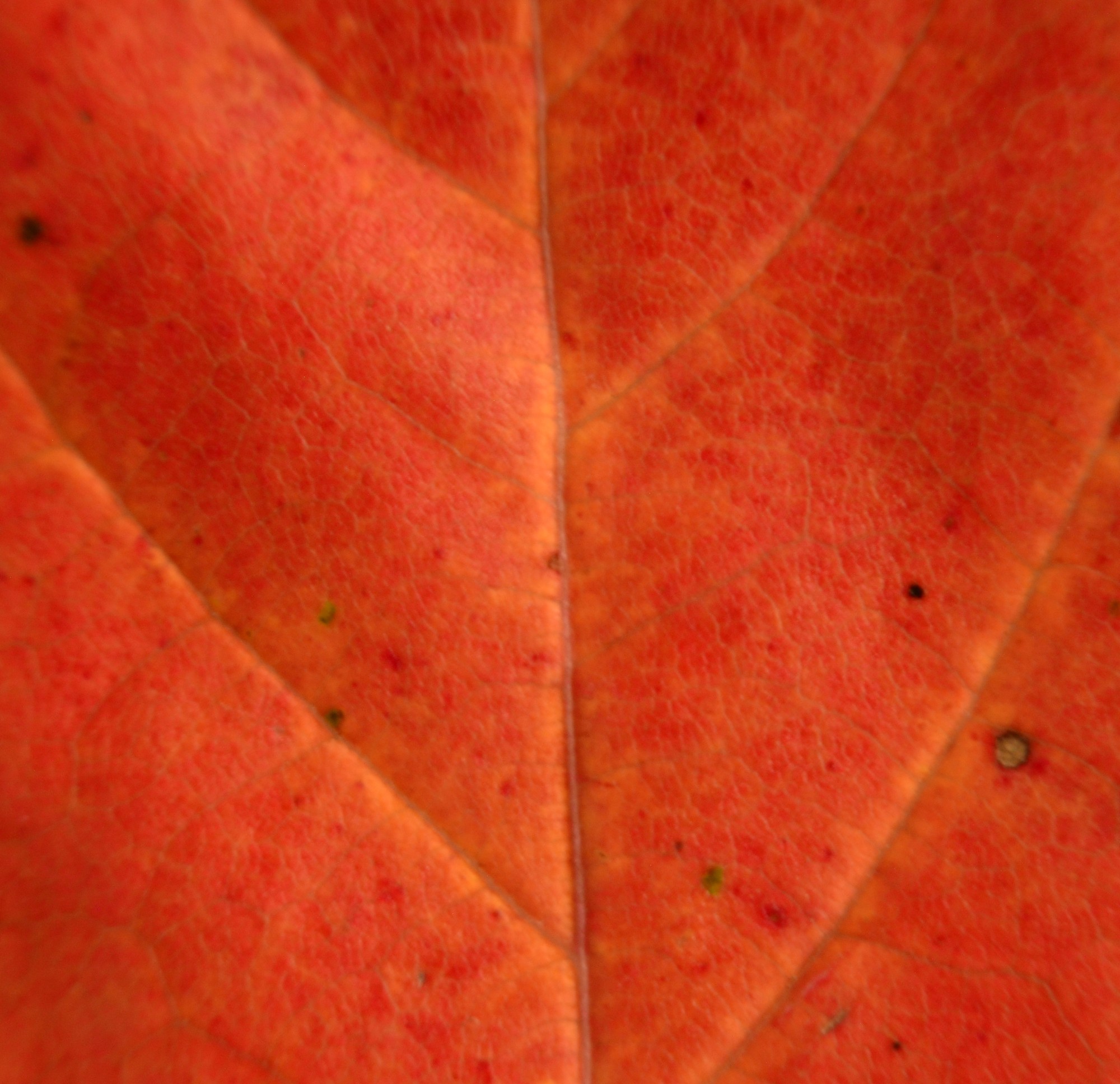 Leaf-02a resize.jpg