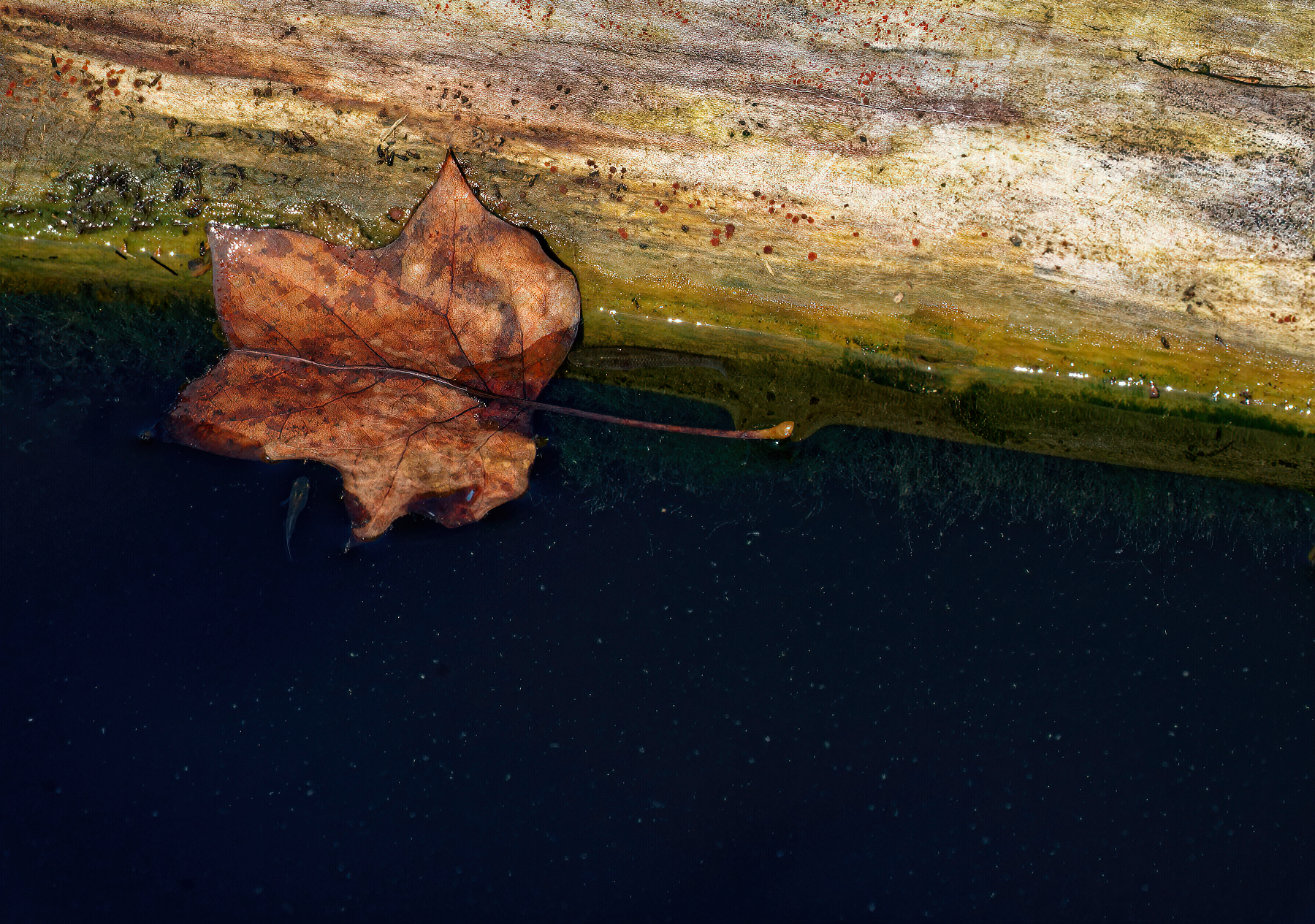 Leaf in the Water.jpeg