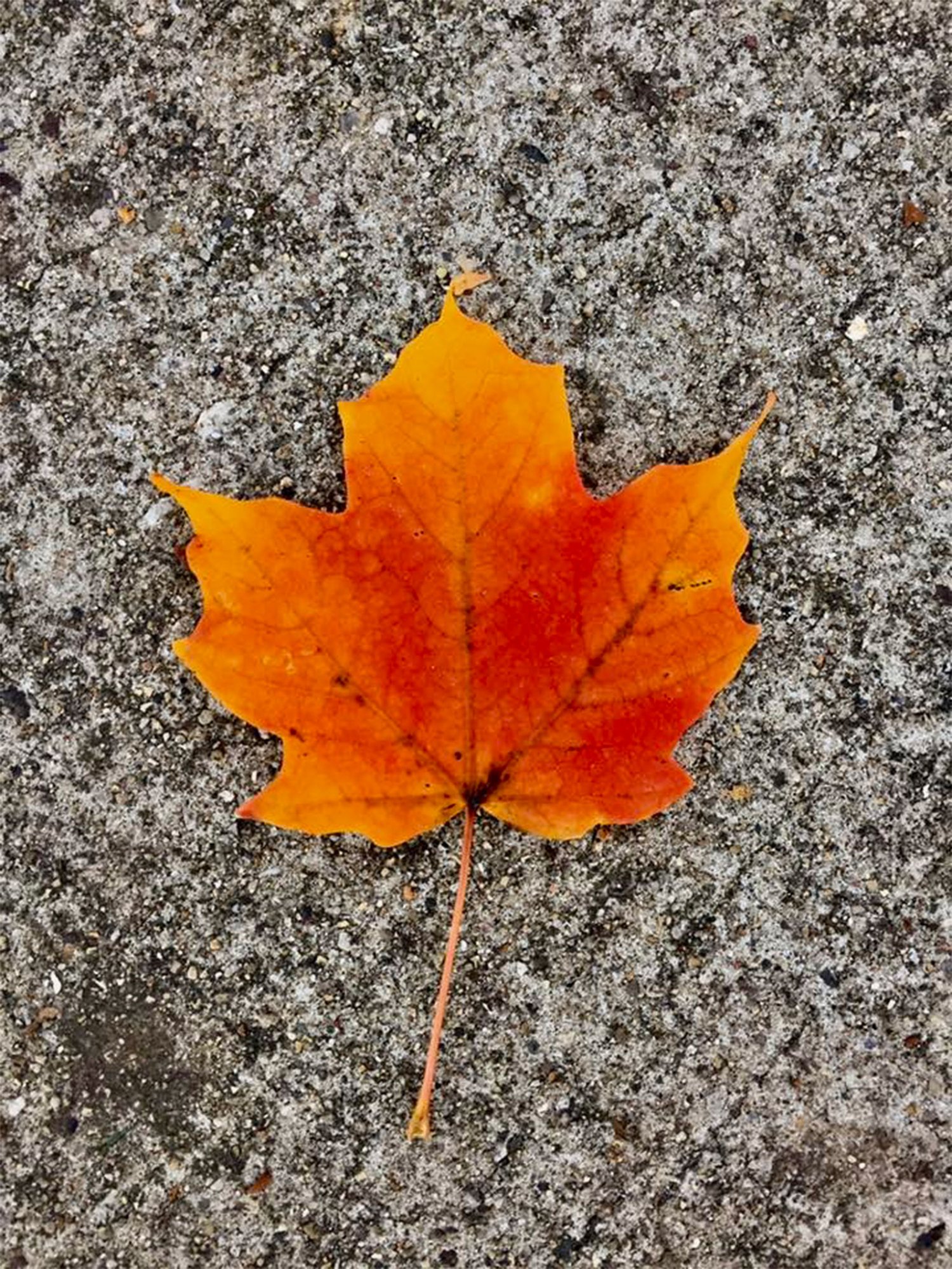 leaf.jpg