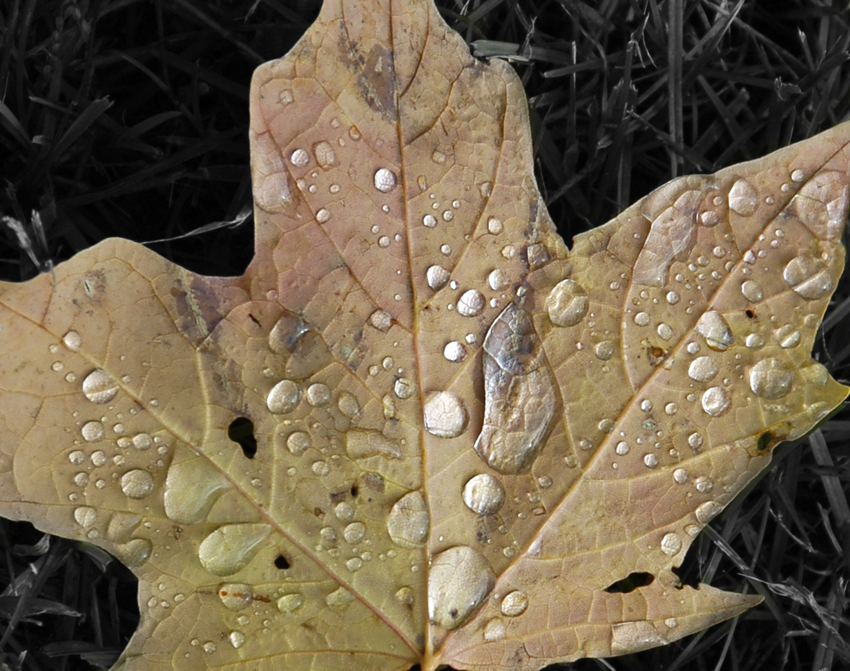 Leaf with disease.jpg