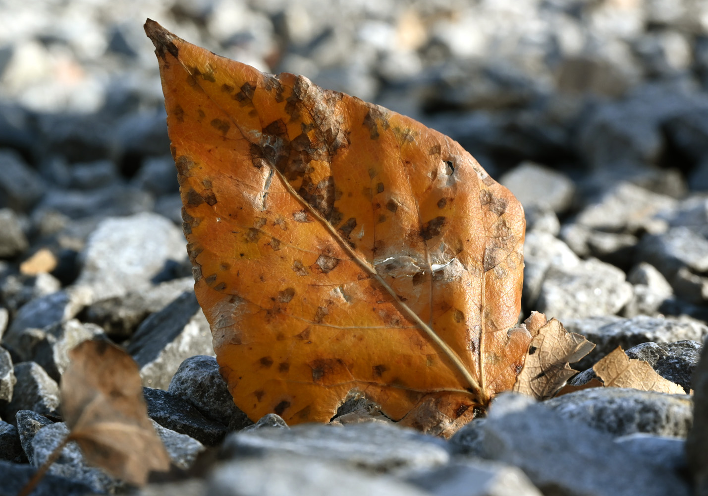 LeafDown_n1016.jpg