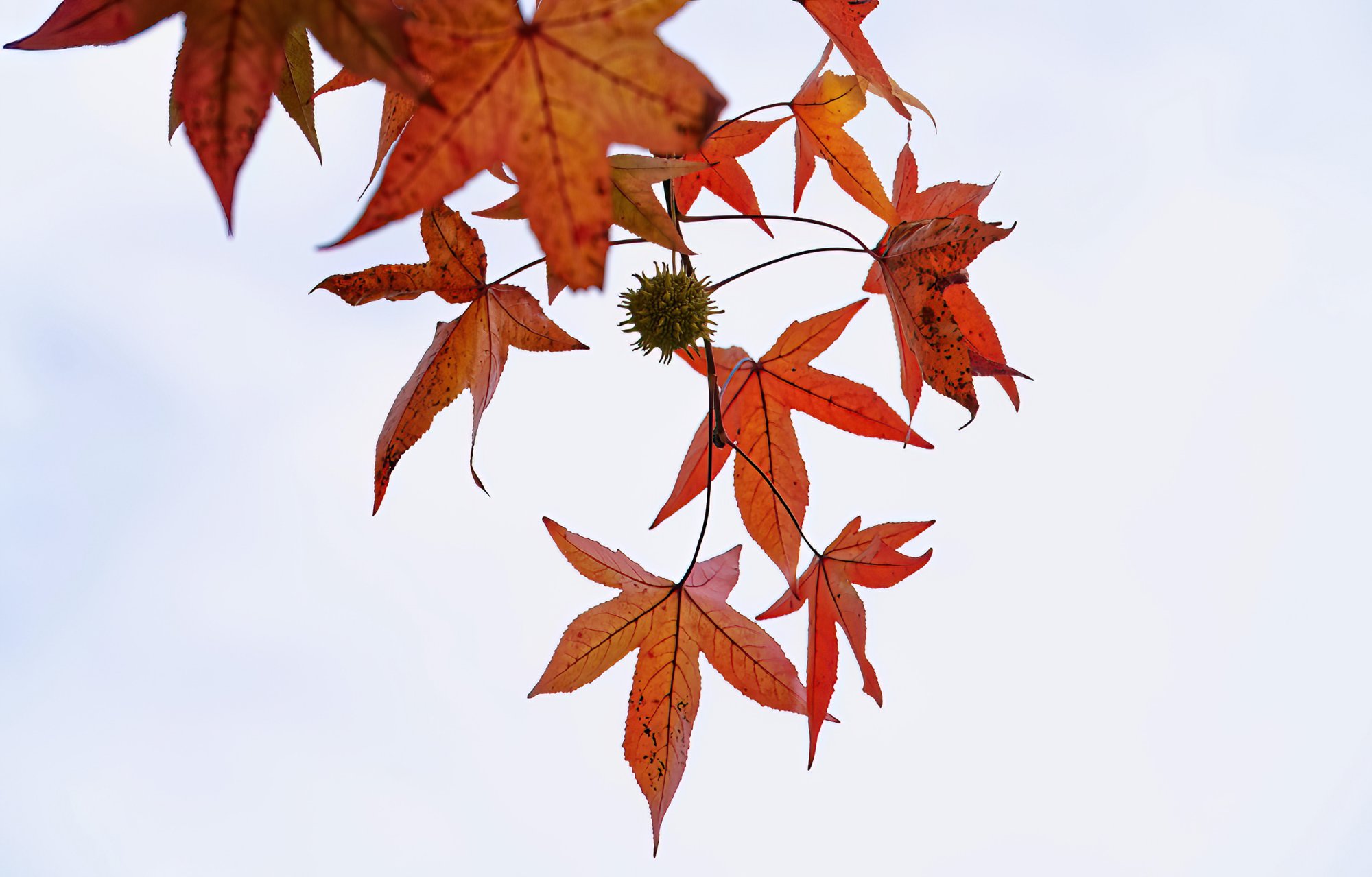 Leaves and a Friend.jpg