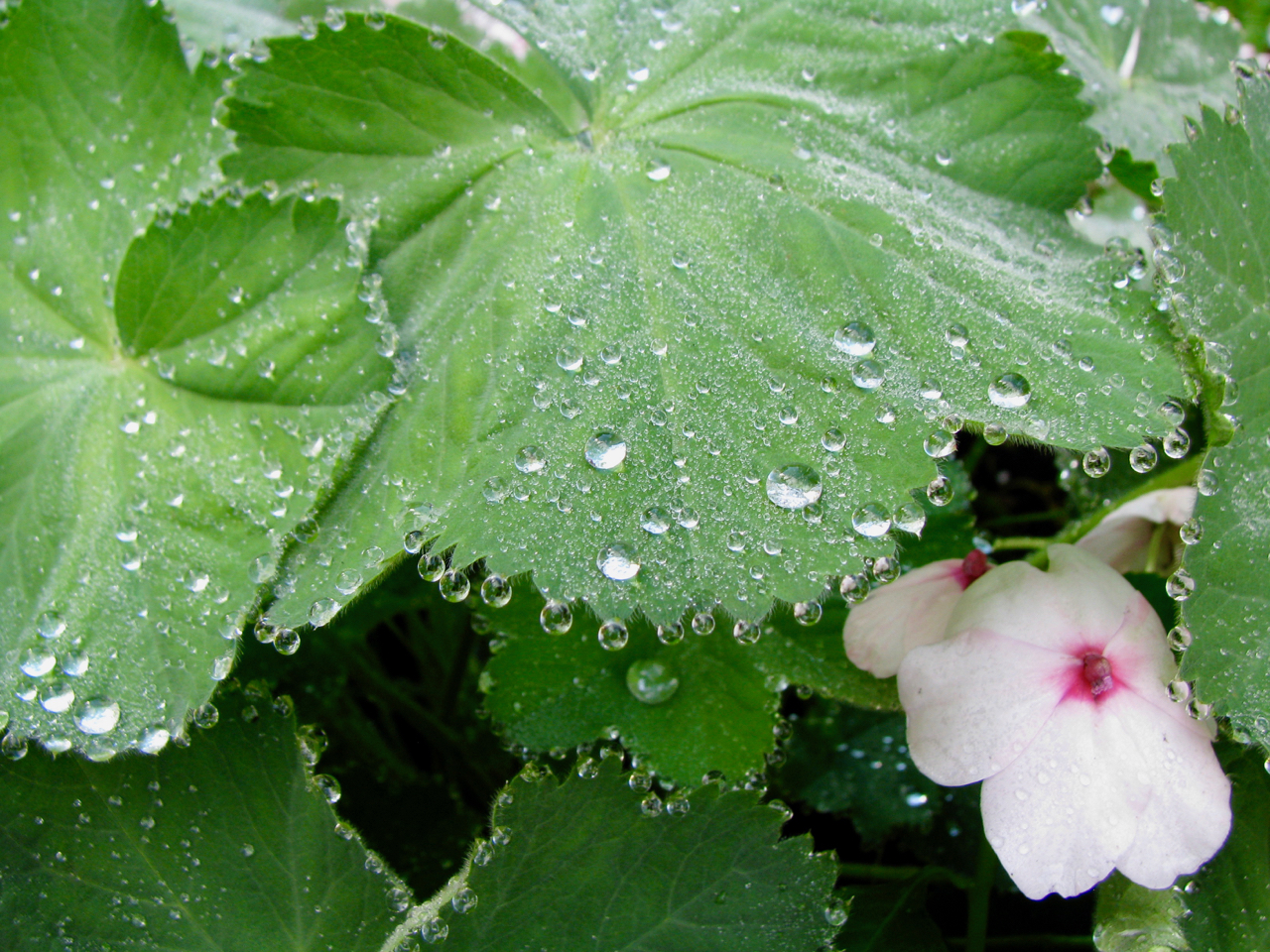 leaves droplets.jpg