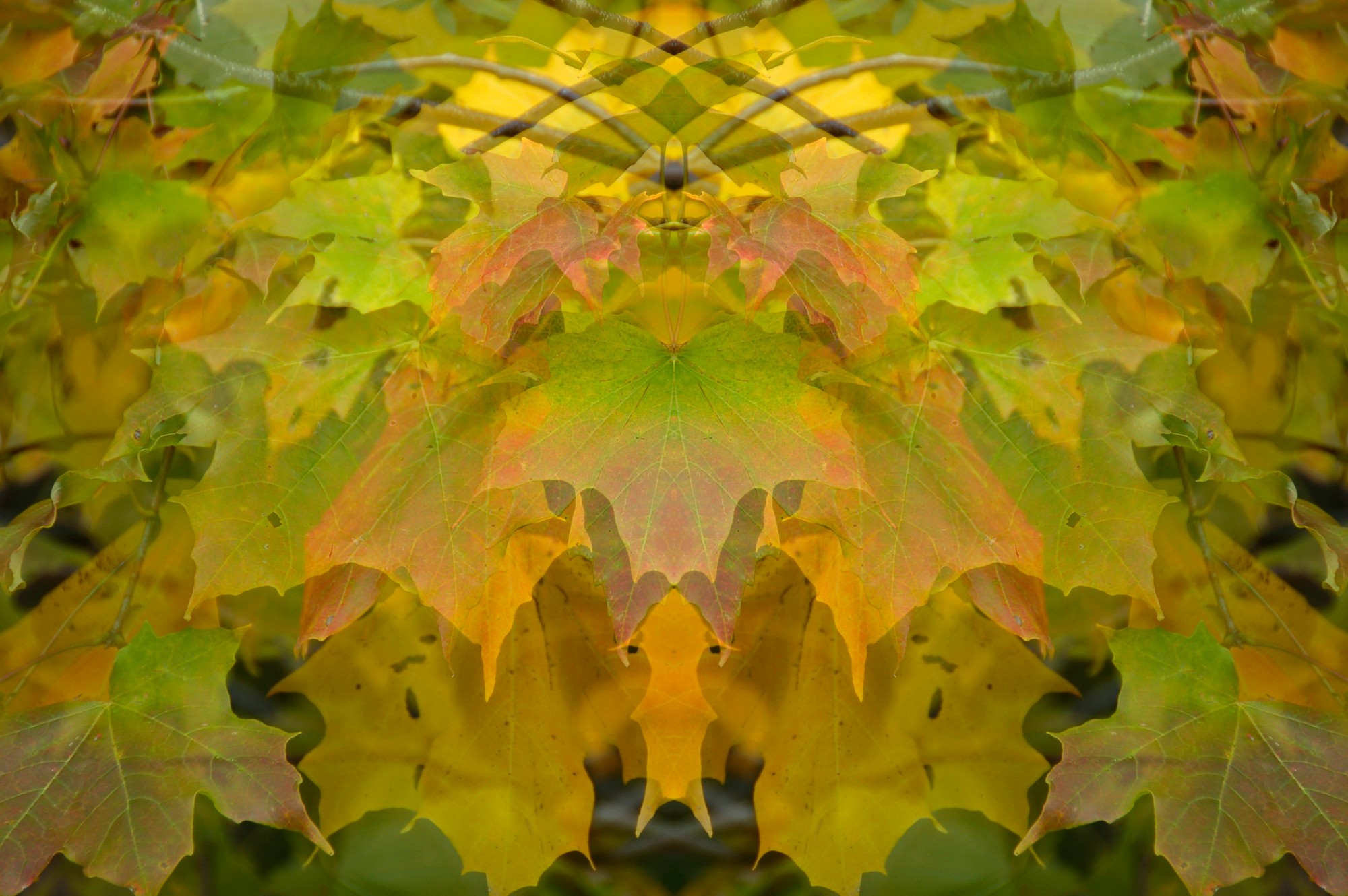 Leaves mirror image resize.jpeg