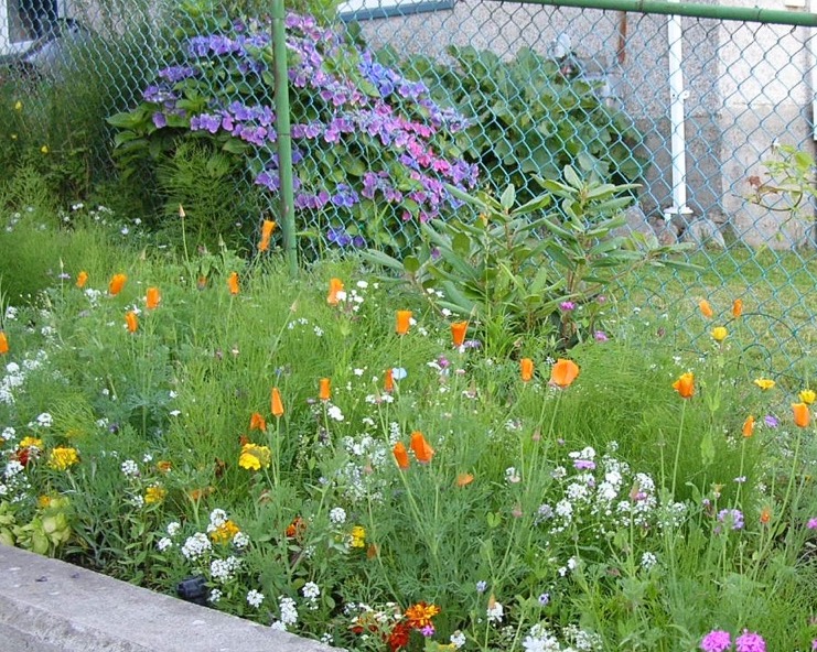 LemmonPoppies tagetes etc.jpg