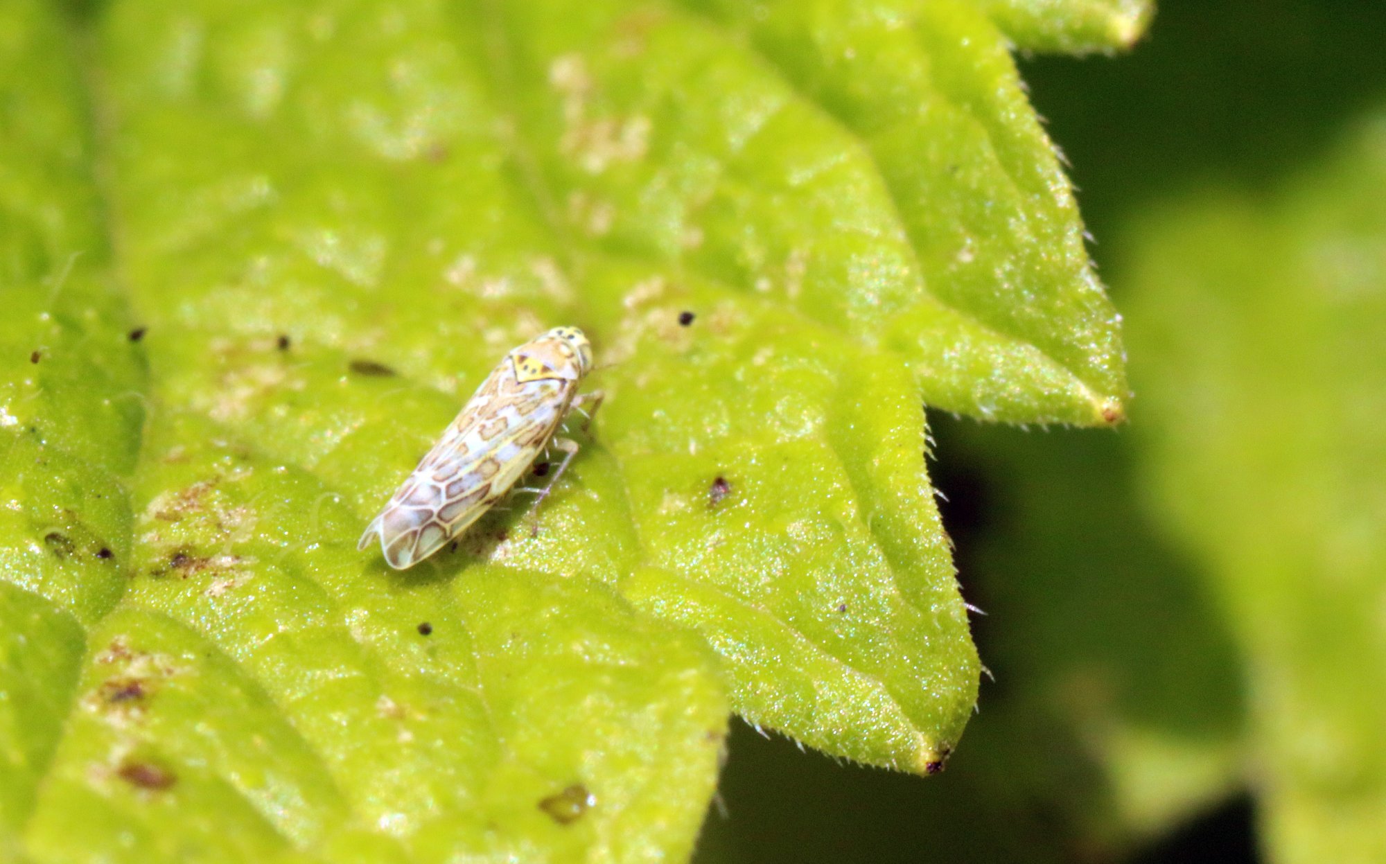 lemon balm bug.jpg