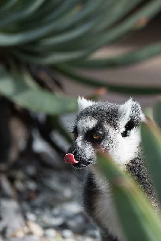 Lemur.jpg