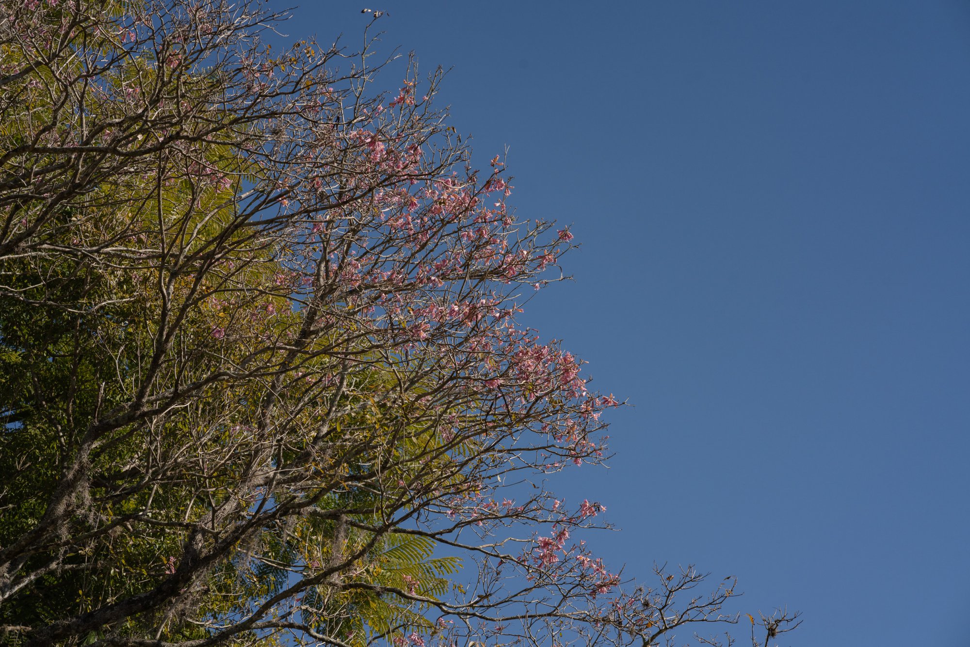 Leu Gardens 1-2022 2500px-6.jpg