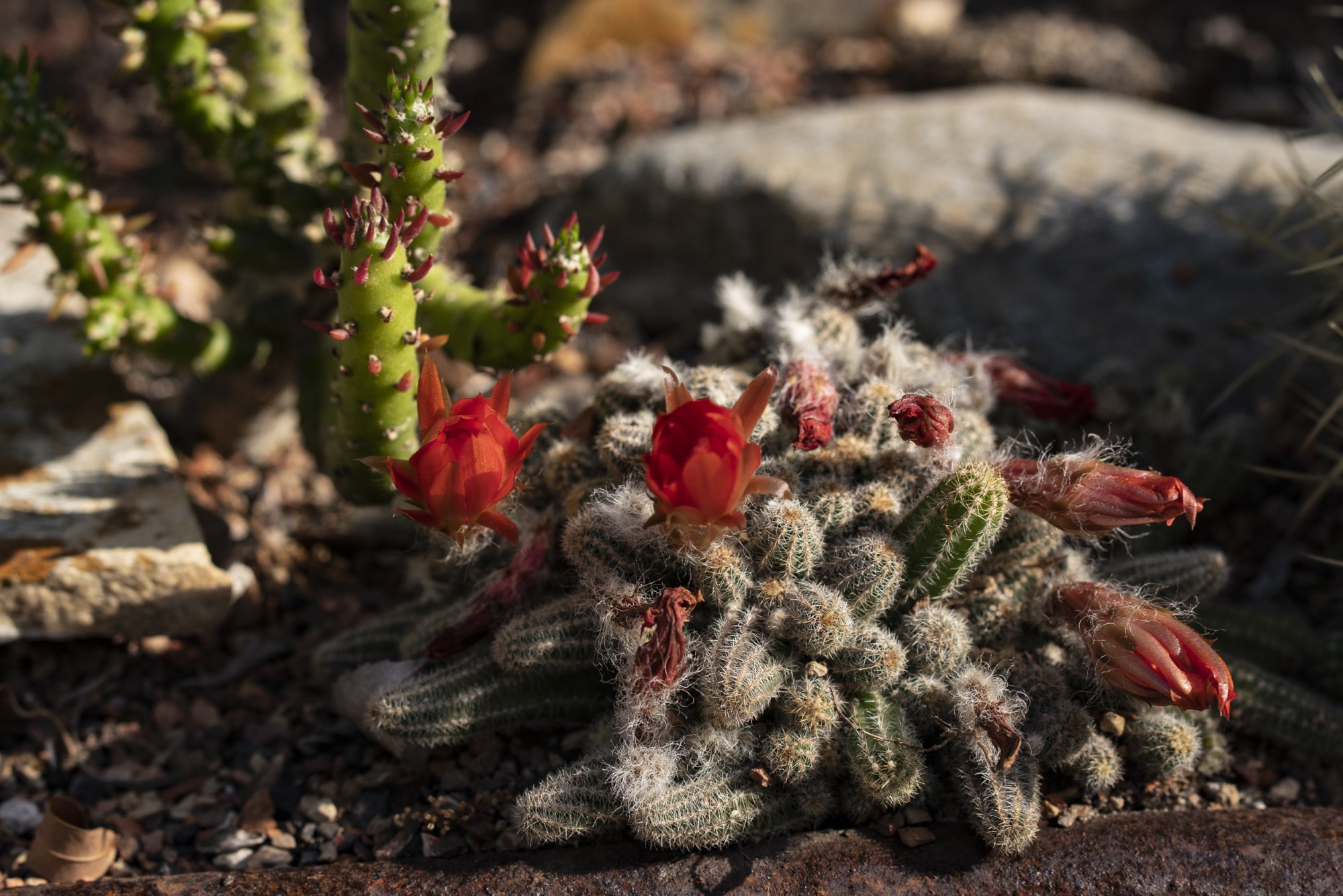 Leu Gardens 4-2021 - 2500px-4.JPG