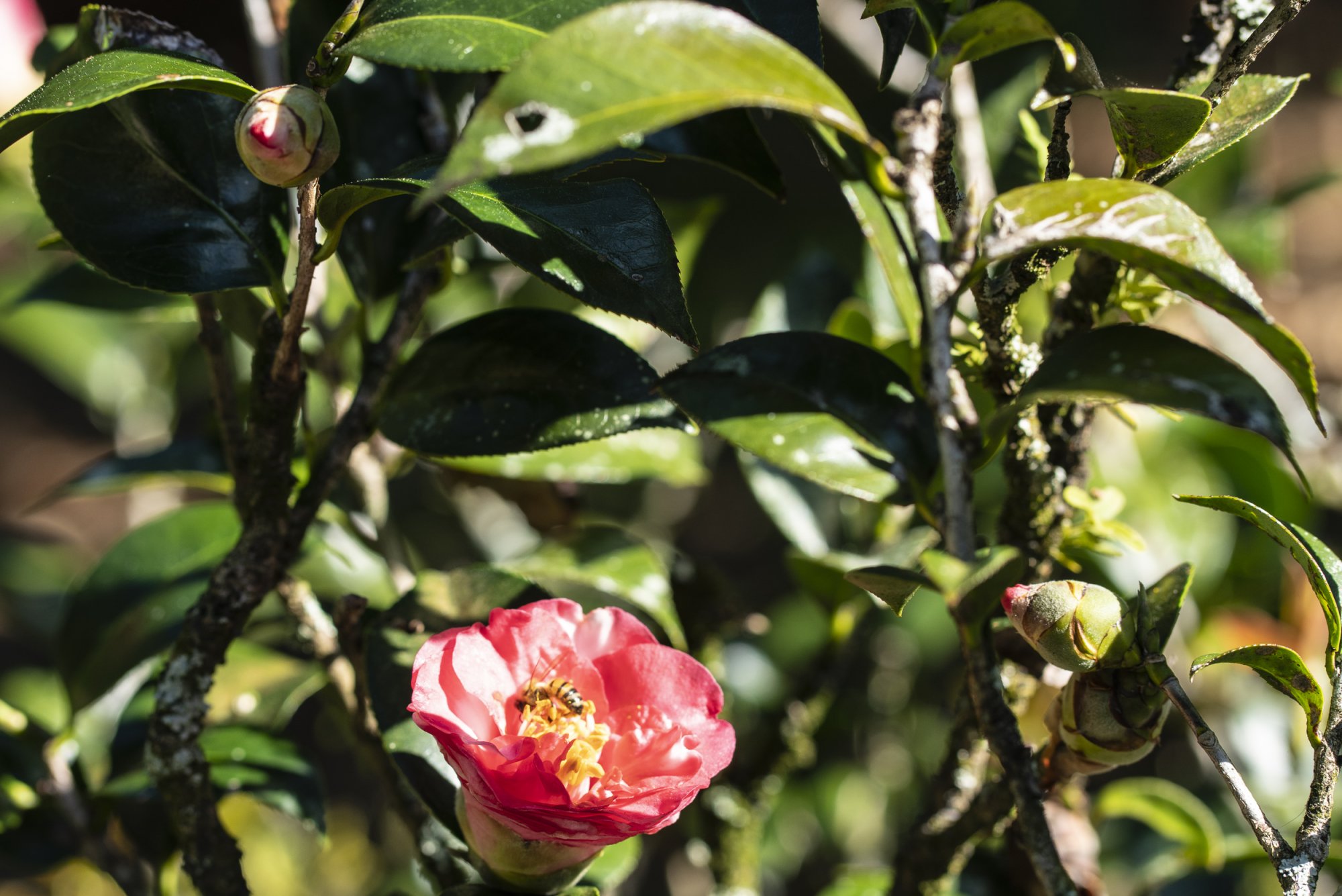 Leu Gardens 4-2021 - 2500px-6.JPG