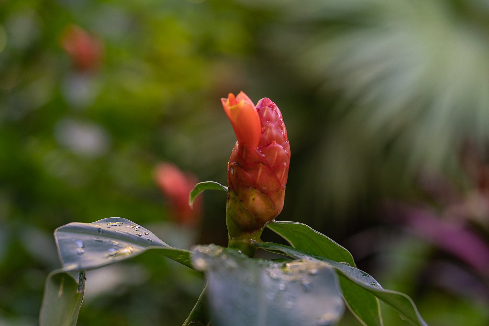 leu gardens 5-2020 2500px-6.JPG