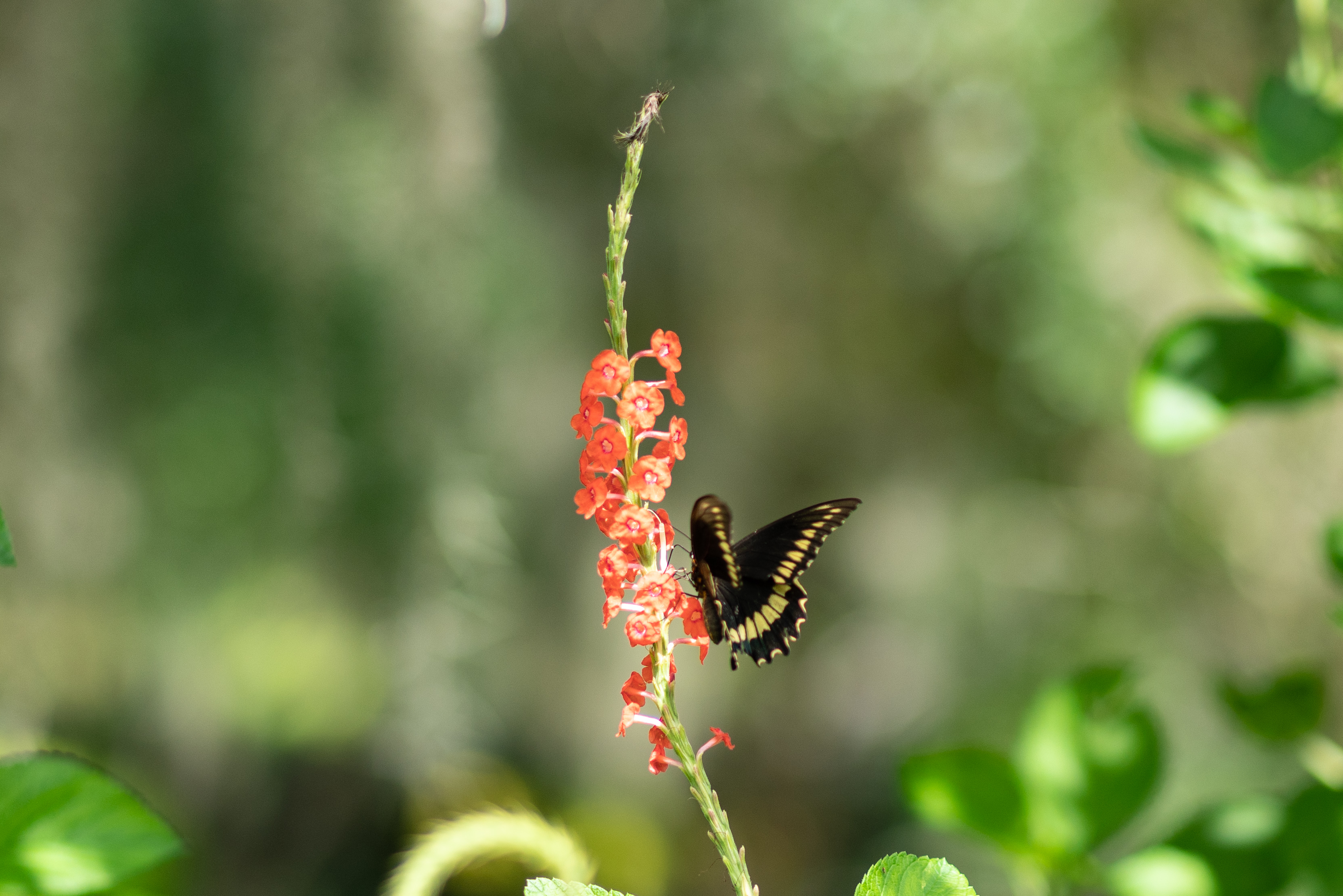 Leu Gardens Aug 2019-2500px-12.jpg