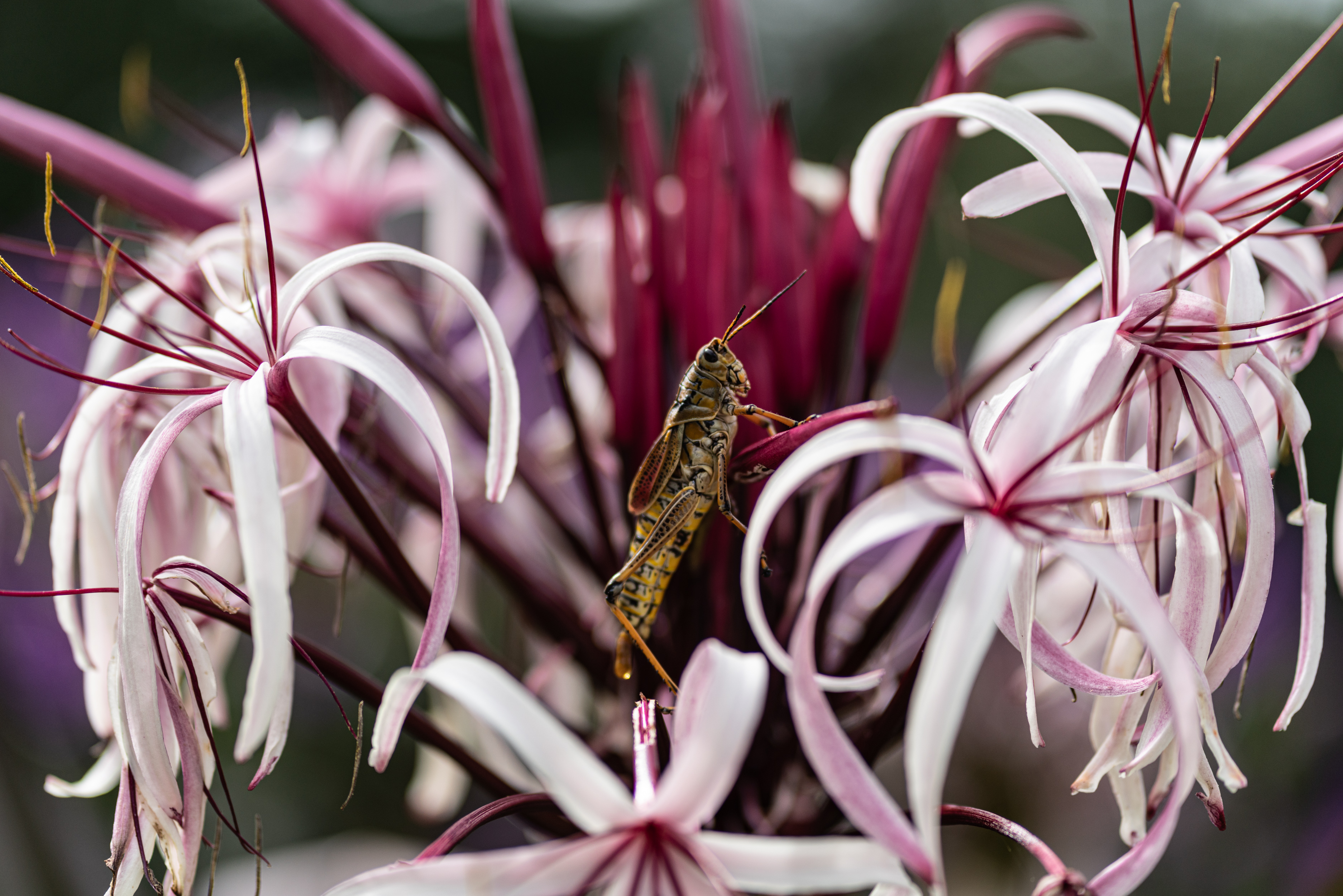 Leu Gardens Aug 2019-2500px-5.jpg