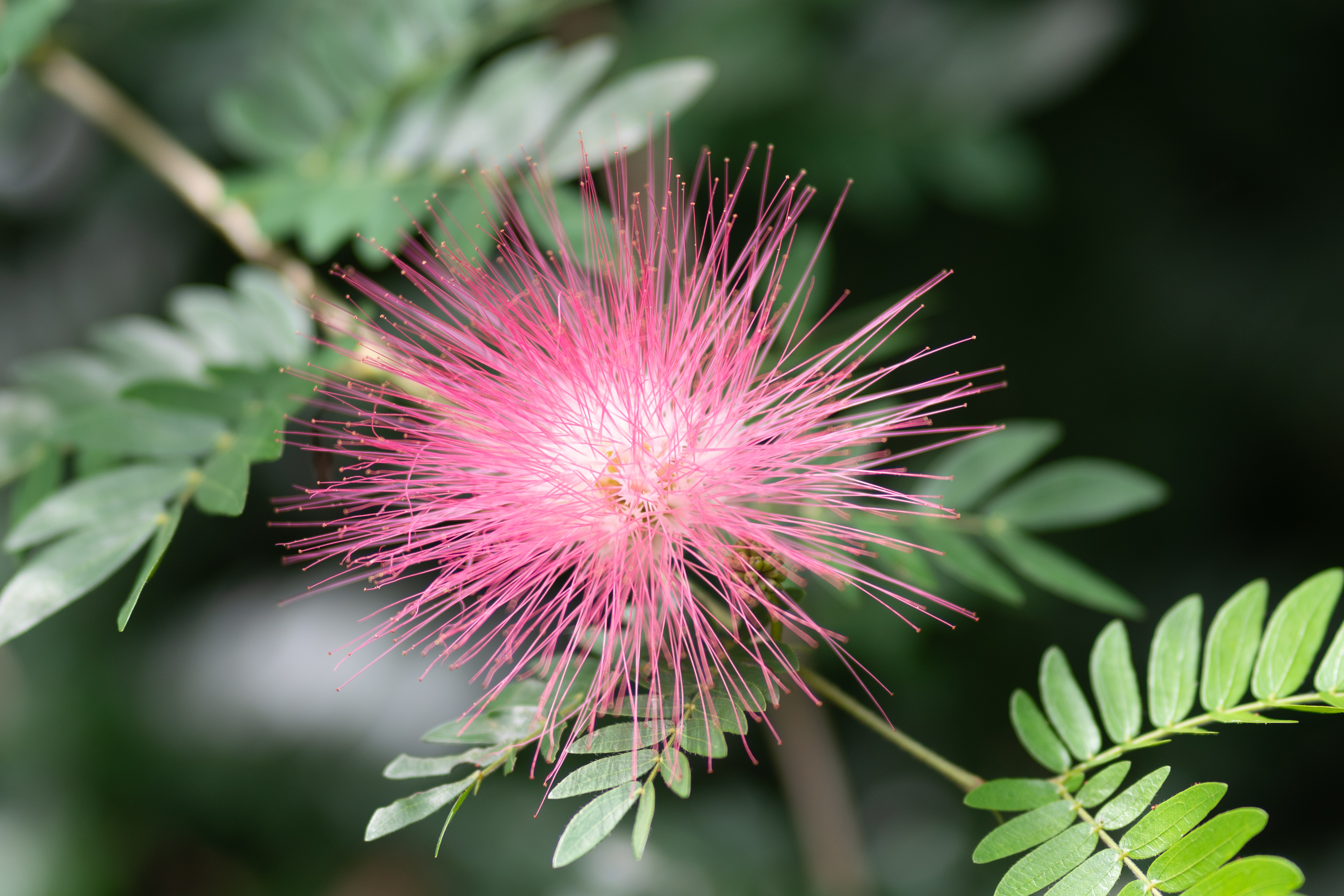 Leu Gardens Aug 2019-2500px-6.jpg